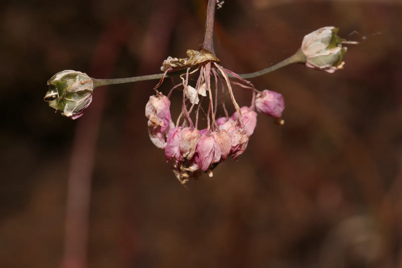 Nodding Onion (Allium Cernuum) — This North American native typically reaches a modest height of 12 to 18 inches
