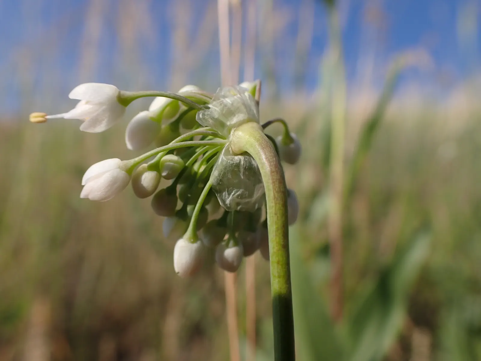 Nodding Onion (Allium Cernuum) — this plant produces delicate umbels of bell-shaped flowers; this North American native typically reaches a modest height of 12