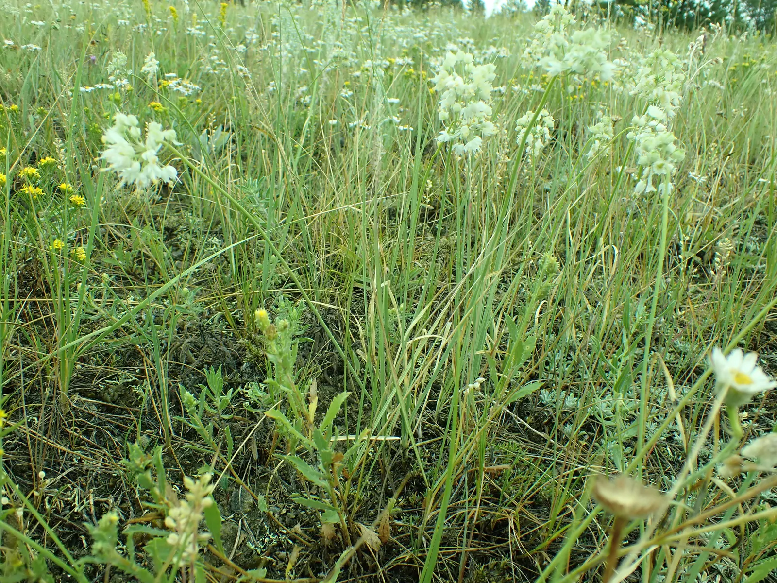Nodding Onion (Allium Cernuum) — this plant produces delicate umbels of bell-shaped flowers