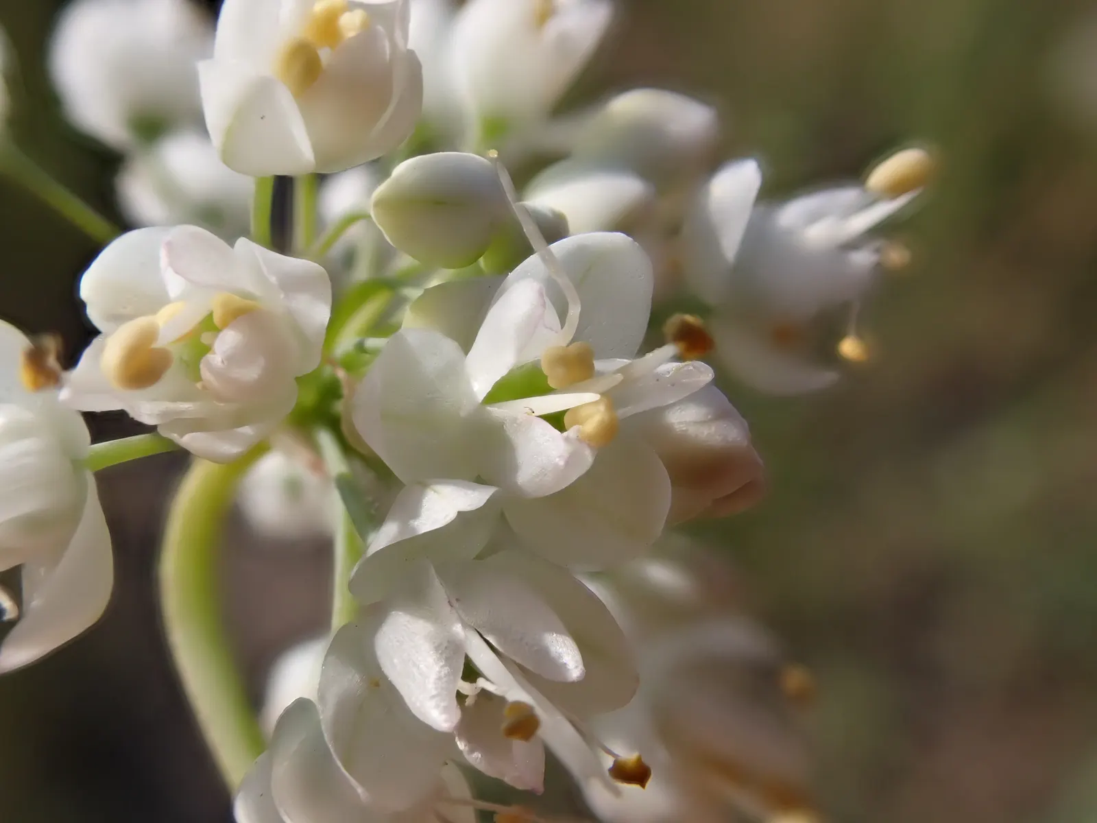 Nodding Onion (Allium Cernuum) — bell-shaped pink to lilac flowers; making it well-suited for borders, image 54