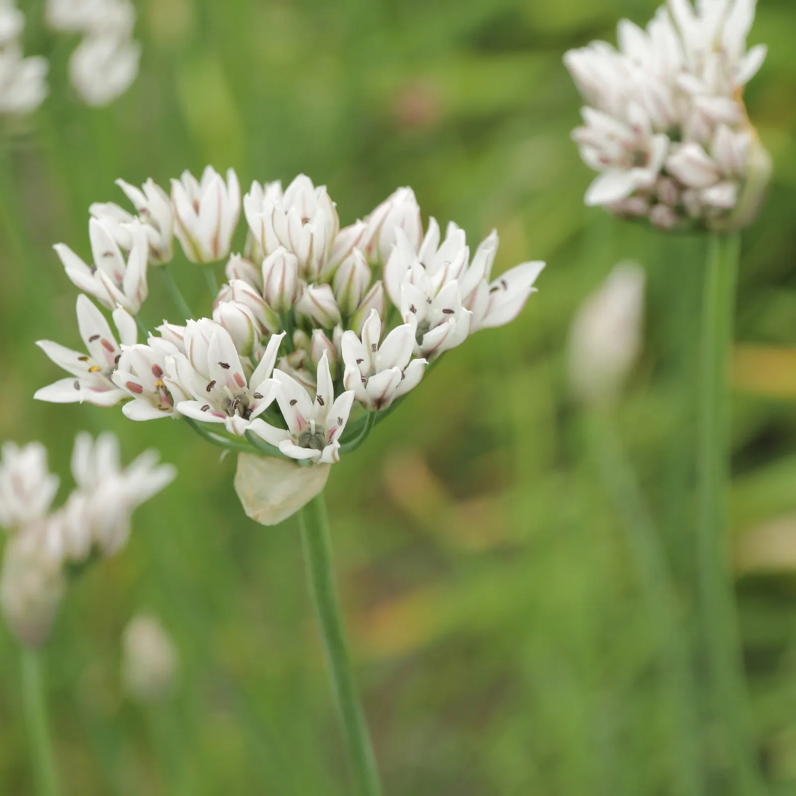 Nodding Onion (Allium Cernuum) — Blooming in midsummer, it stands at 18-24 inches tall, with grass-like leaves reaching 12-18 inches long; they are, image 55