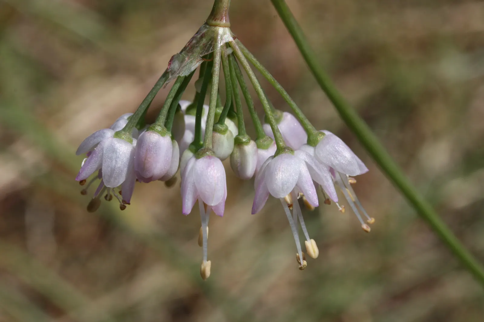 Nodding Onion (Allium Cernuum) — and are hardy in USDA zones 4 through 8.<br><br>Maintenance is minimal; botanically known as Allium cernuum