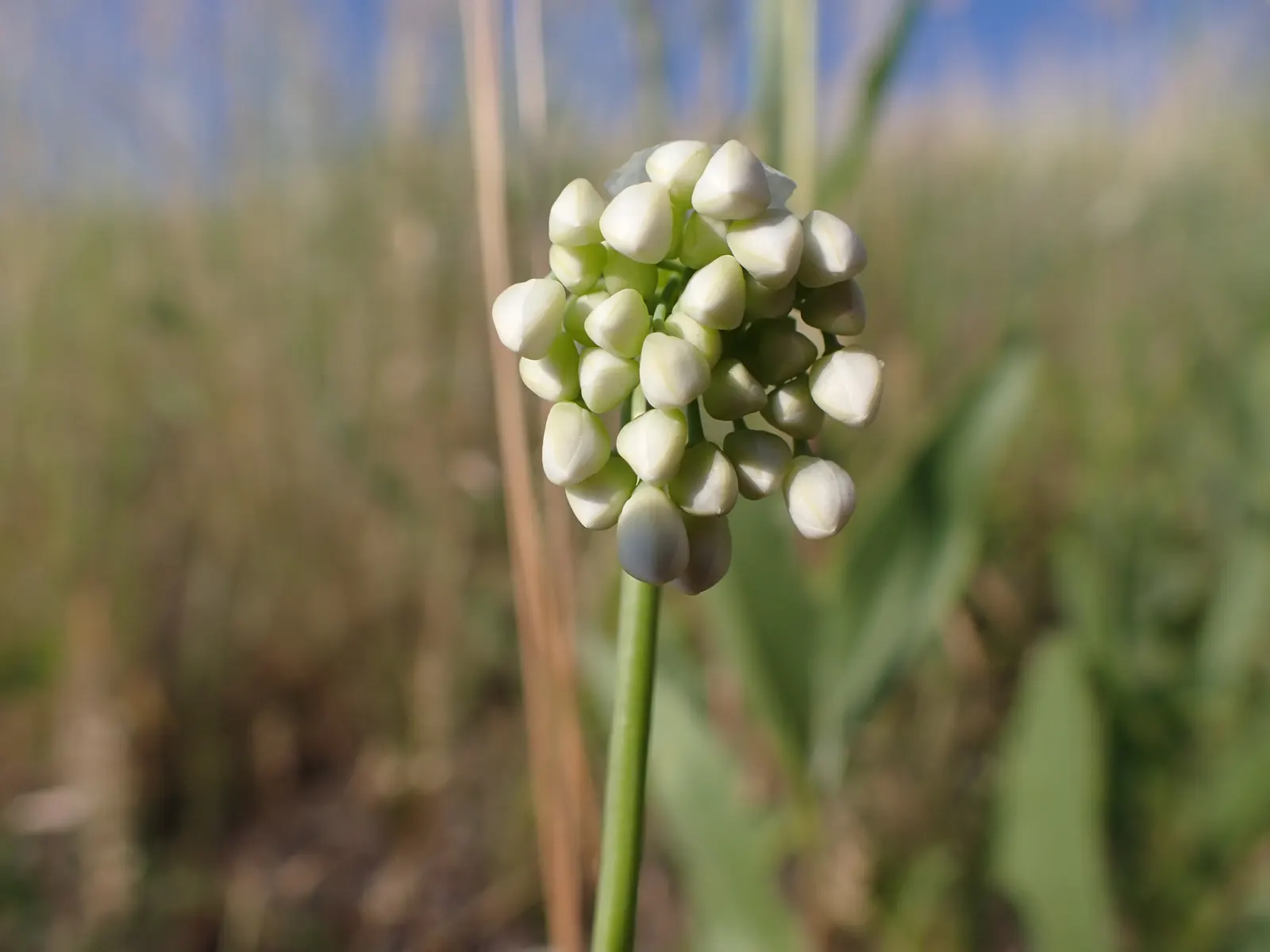 Nodding Onion (Allium Cernuum) — making it an excellent addition to a diverse range of landscape designs; is an elegant and resilient perennial, image 61