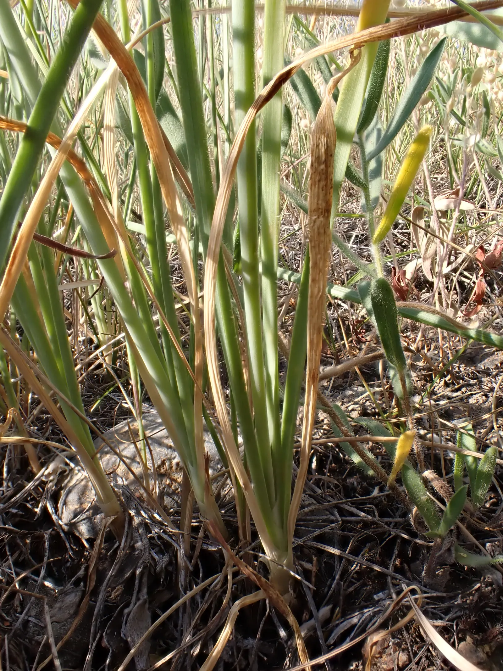 Nodding Onion (Allium Cernuum) — botanically known as Allium cernuum