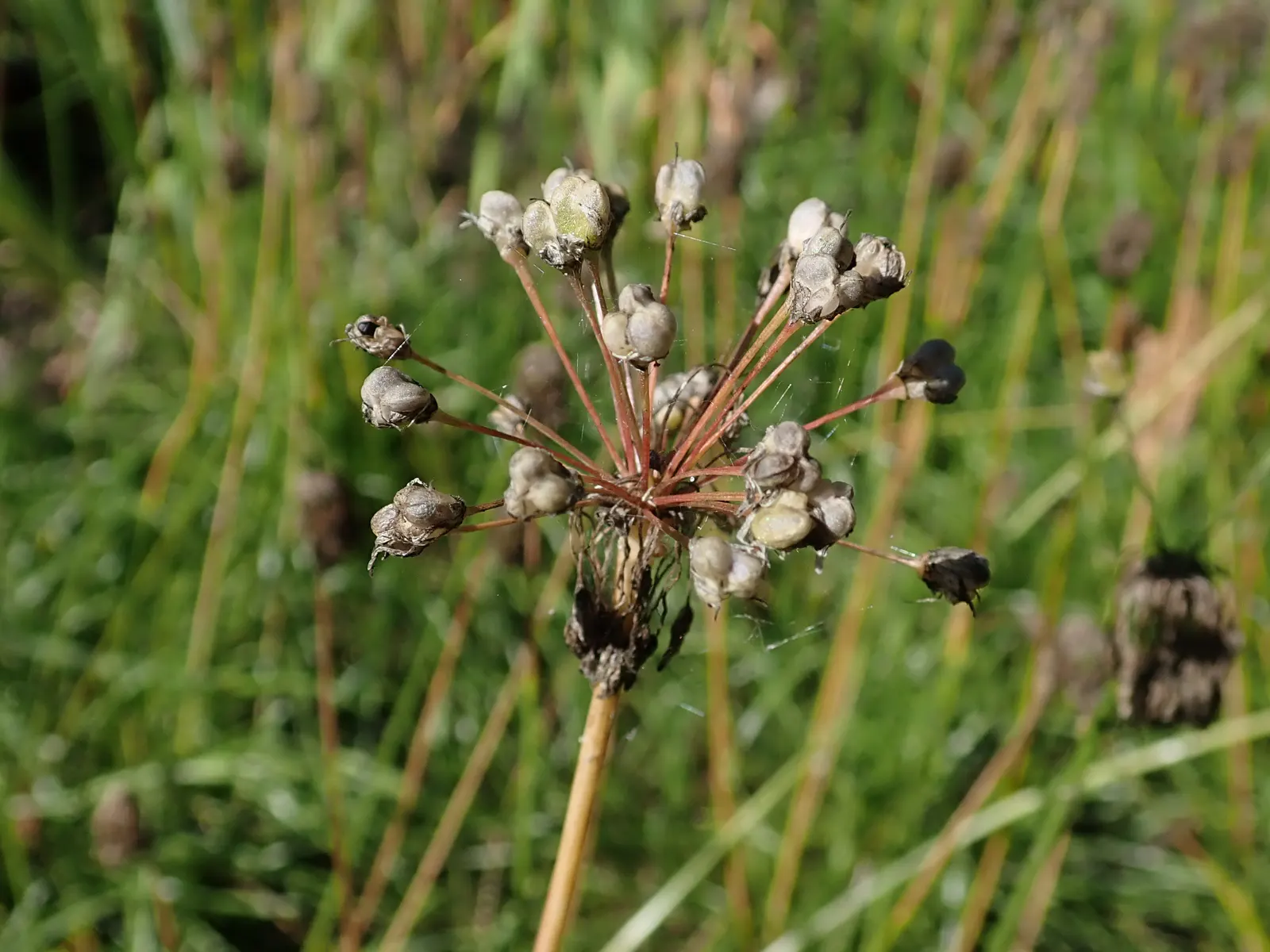 Nodding Onion (Allium Cernuum) — requiring only the removal of spent flower stalks to encourage a neat appearance