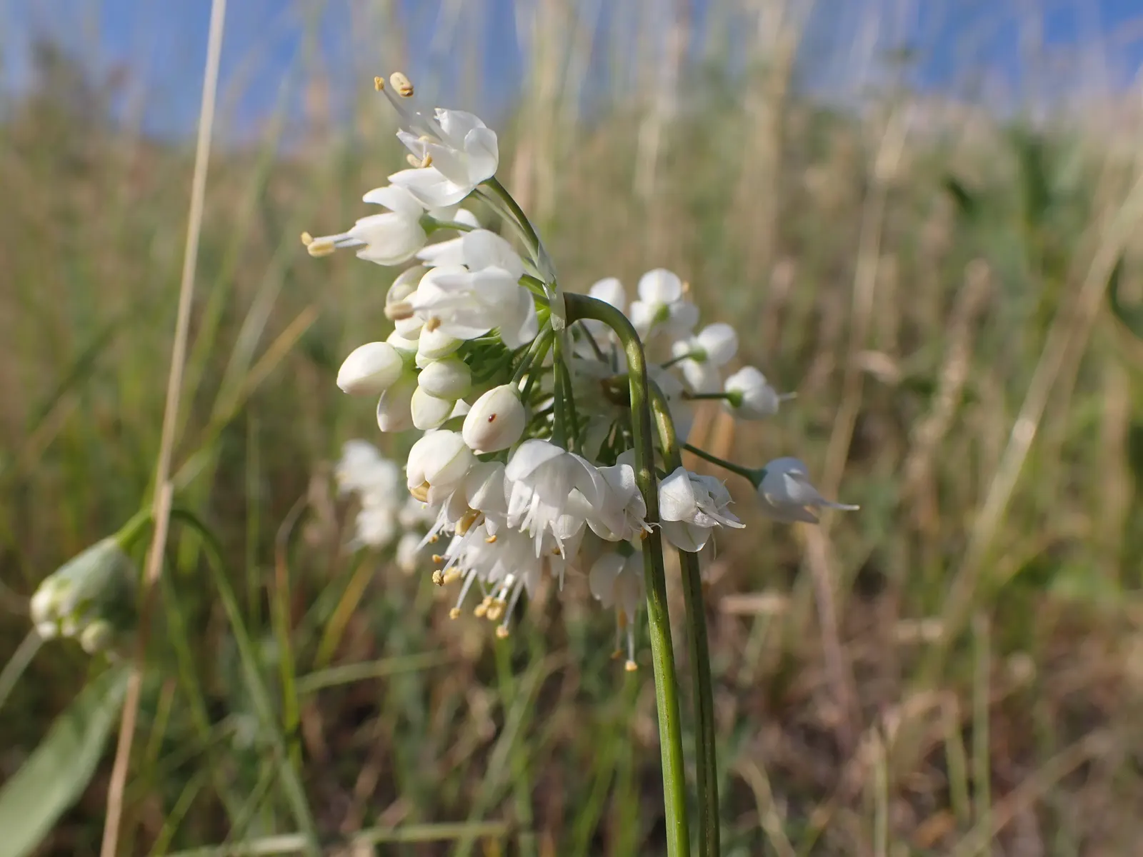 Nodding Onion (Allium Cernuum) — This North American native thrives in USDA zones 4-8