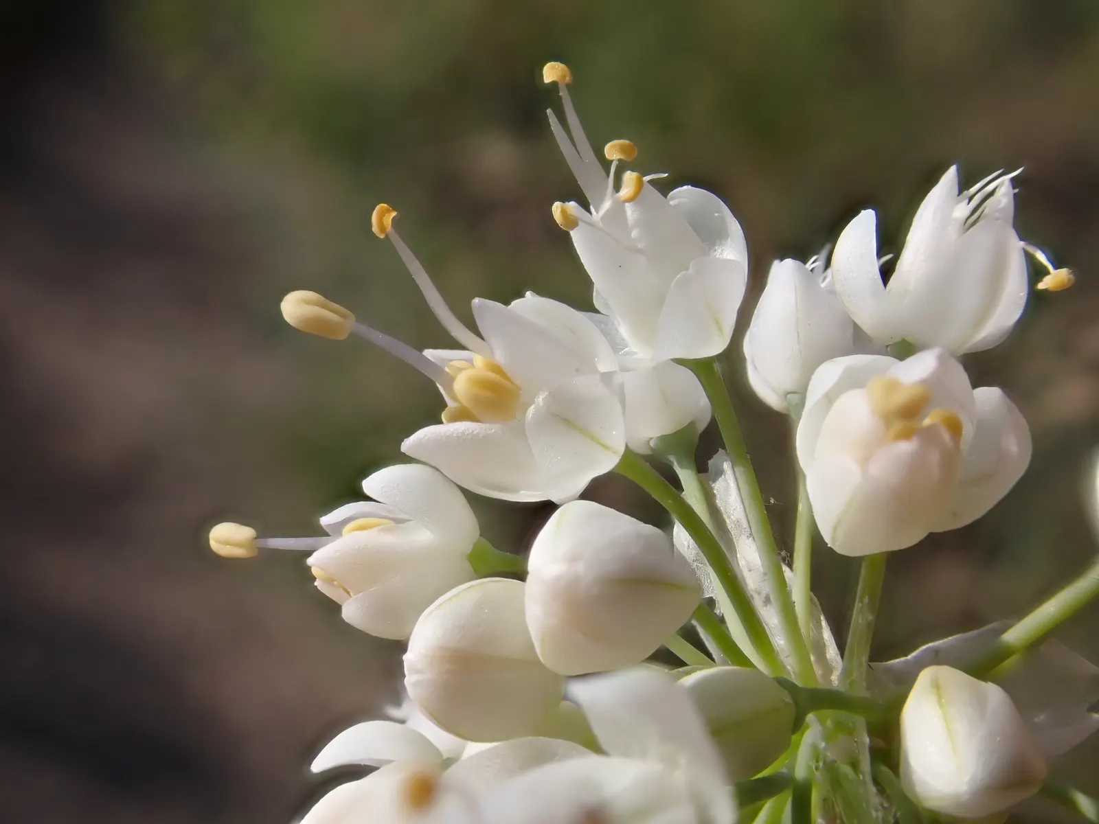 Nodding Onion (Allium Cernuum) — they are quite drought-tolerant