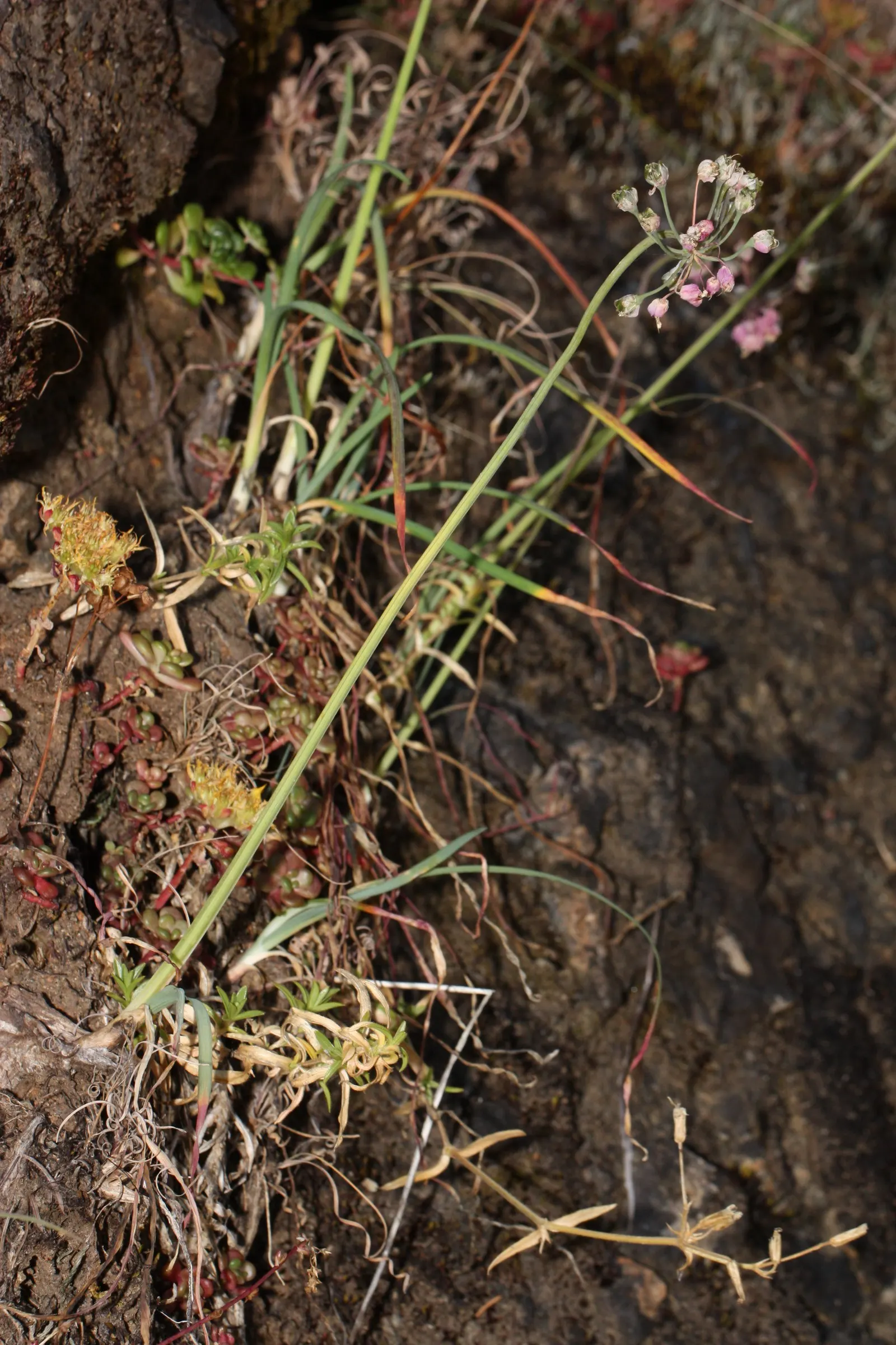 Nodding Onion (Allium Cernuum) — though they are notably tolerant of a range of soil types