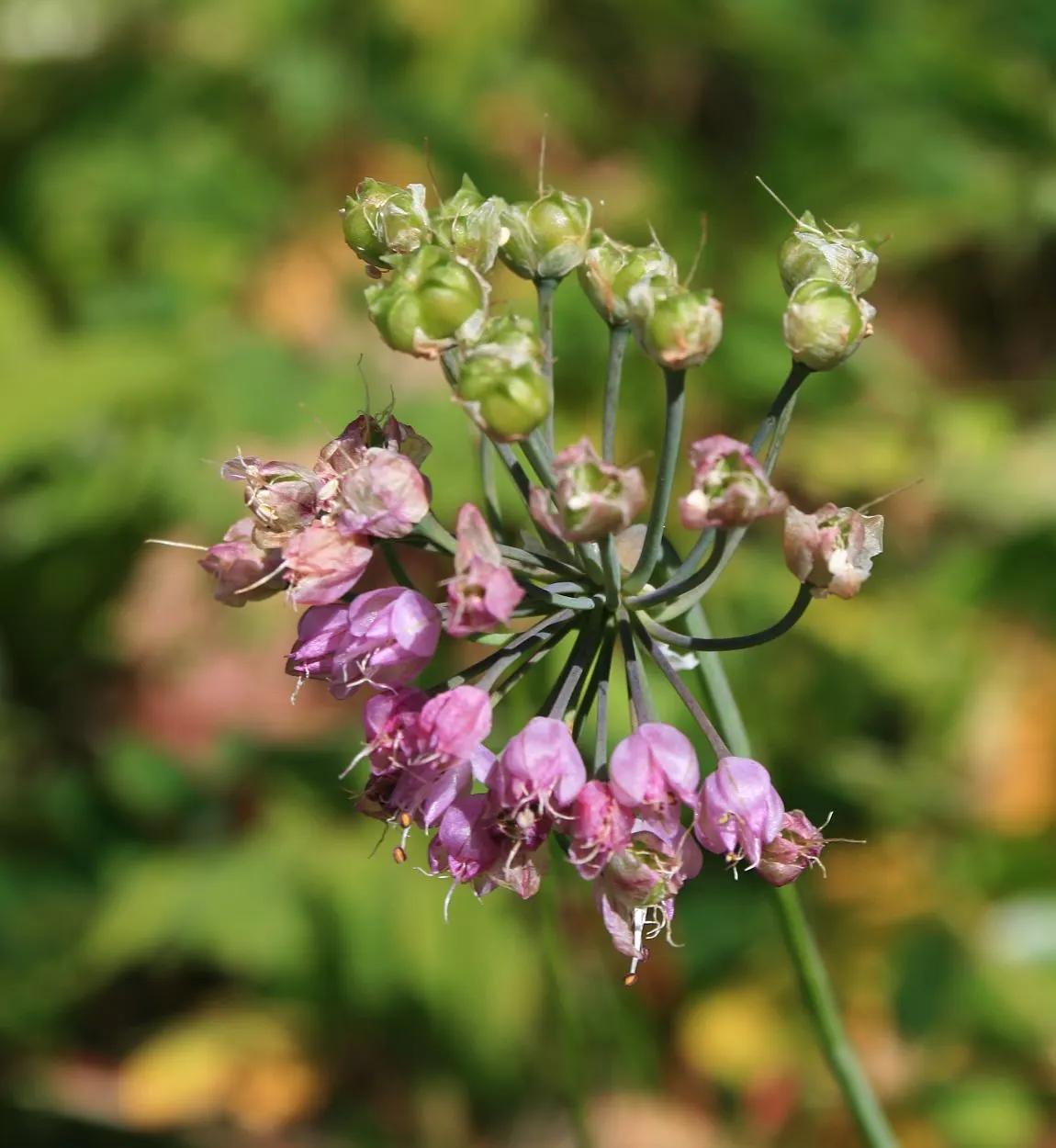 Nodding Onion (Allium Cernuum) — botanically known as Allium cernuum; and are hardy in USDA zones 4 through 8.<br><br>Maintenance is minimal