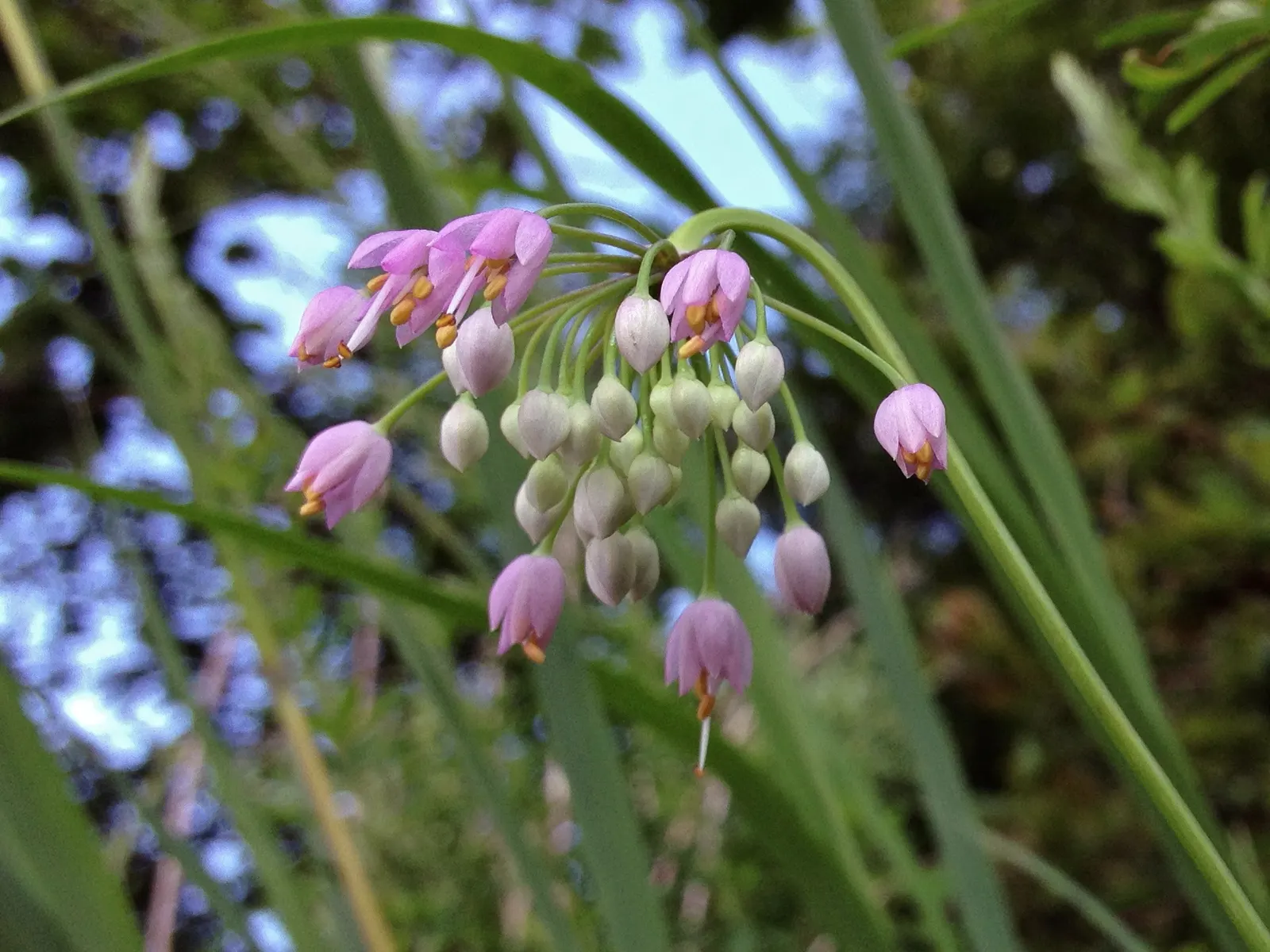 Nodding Onion (Allium Cernuum) — making it an excellent addition to a diverse range of landscape designs