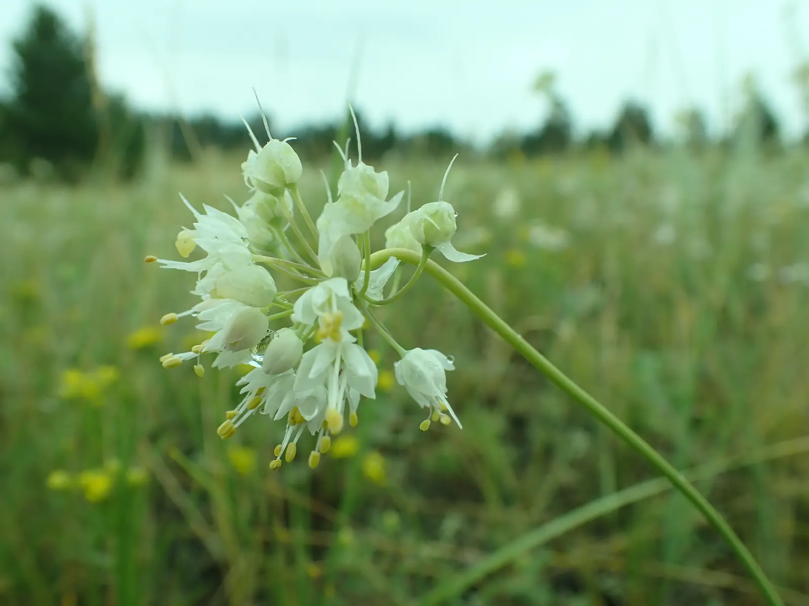 Nodding Onion (Allium Cernuum) — infusing the garden with both life and beauty with little demand for caretaking; bell-shaped pink to lilac flowers