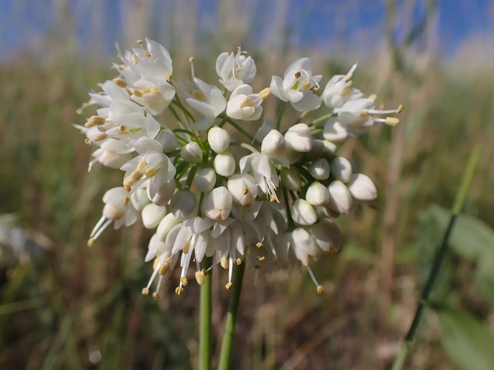 Nodding Onion (Allium Cernuum) — This North American native typically reaches a modest height of 12 to 18 inches; the florets present a soft yet, image 62