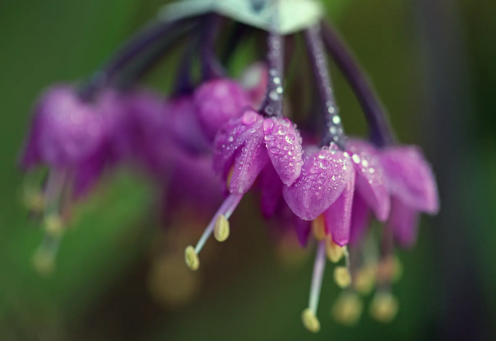 Nodding Onion (Allium Cernuum) — and are hardy in USDA zones 4 through 8.<br><br>Maintenance is minimal