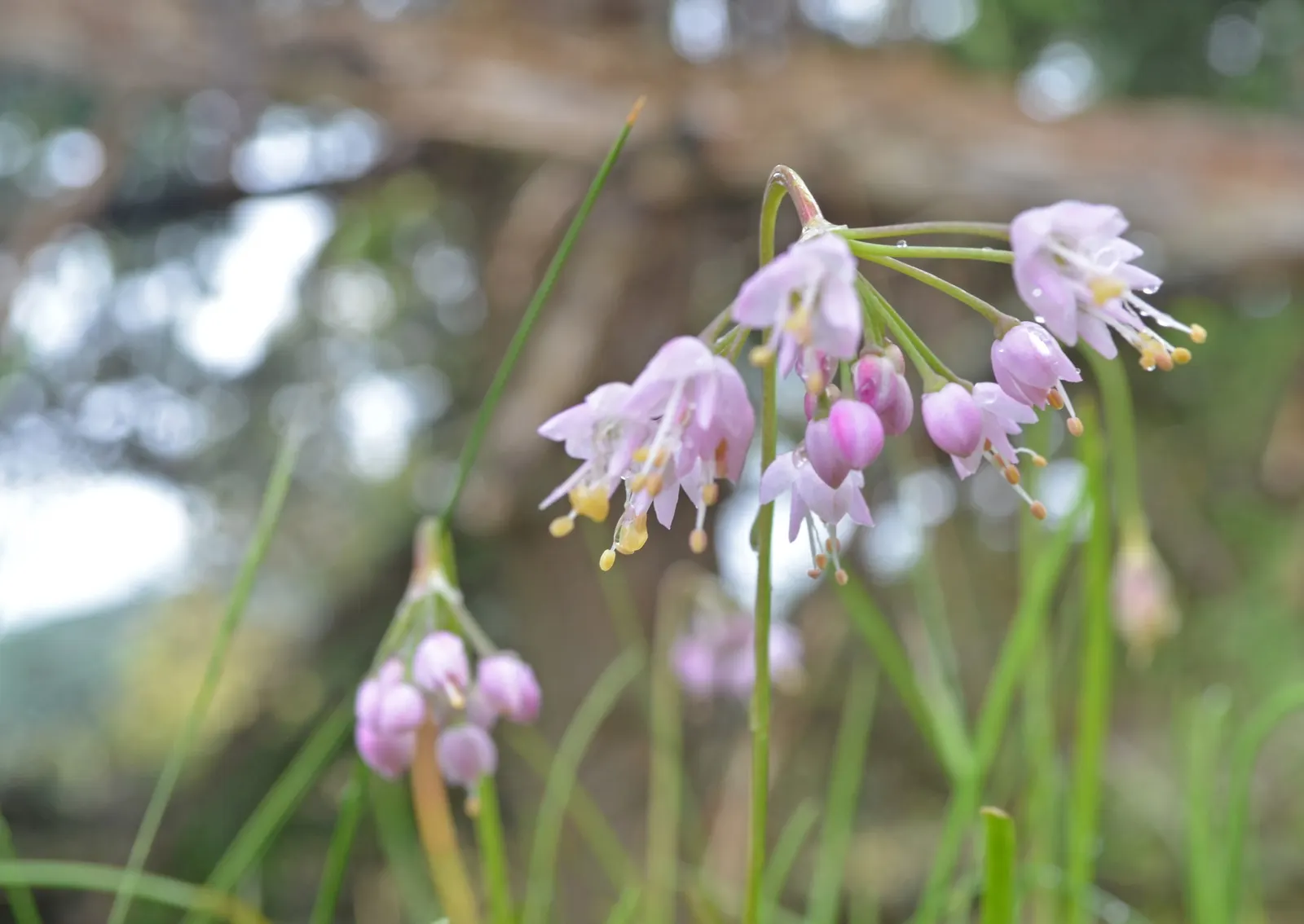 Nodding Onion (Allium Cernuum) — Blooming in midsummer, it stands at 18-24 inches tall, with grass-like leaves reaching 12-18 inches long