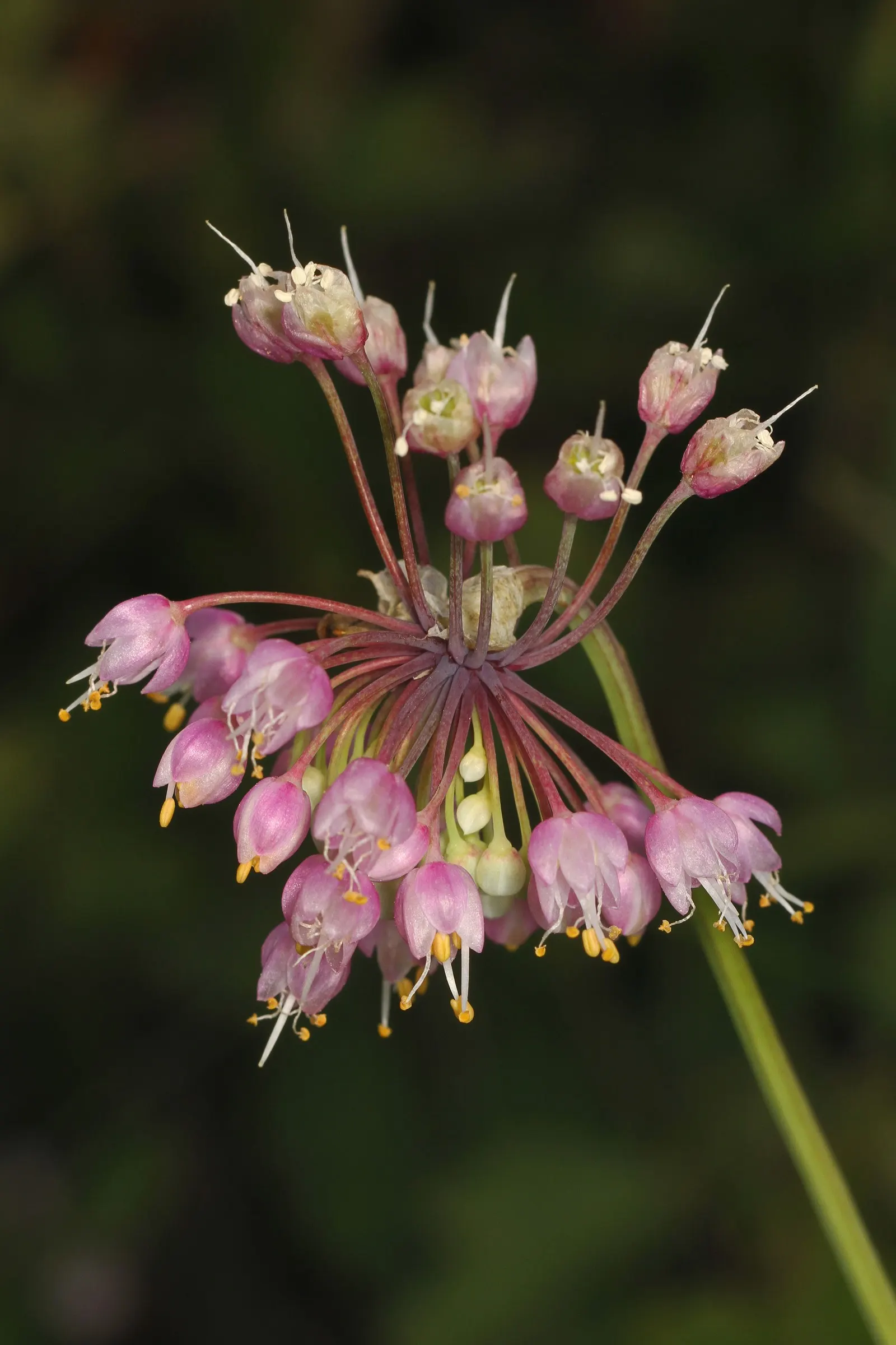 Nodding Onion (Allium Cernuum) — The florets present a soft yet vivacious pink to pale purple hue