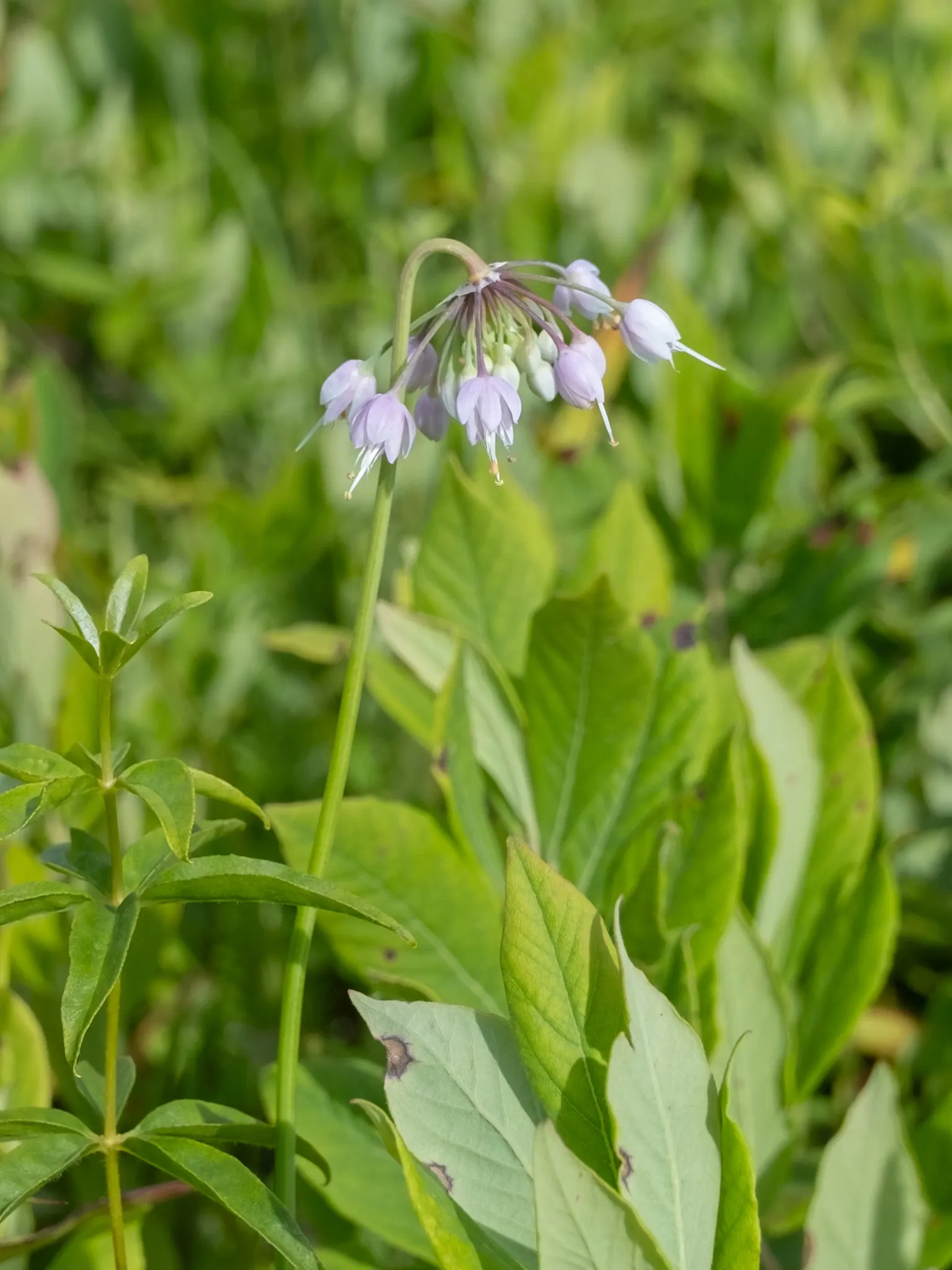 Nodding Onion (Allium Cernuum) — is an elegant and resilient perennial that offers both aesthetic appeal and ease of care; commonly called Nodding Onion