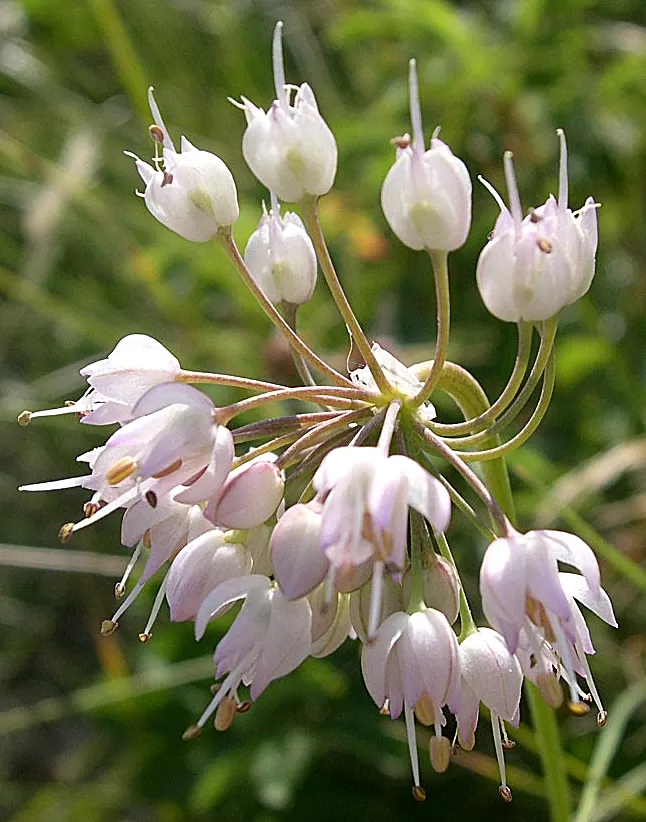 Nodding Onion (Allium Cernuum) — each cluster gracefully arching or 'nodding,' hence its common name; though they are notably tolerant of a range of soil types