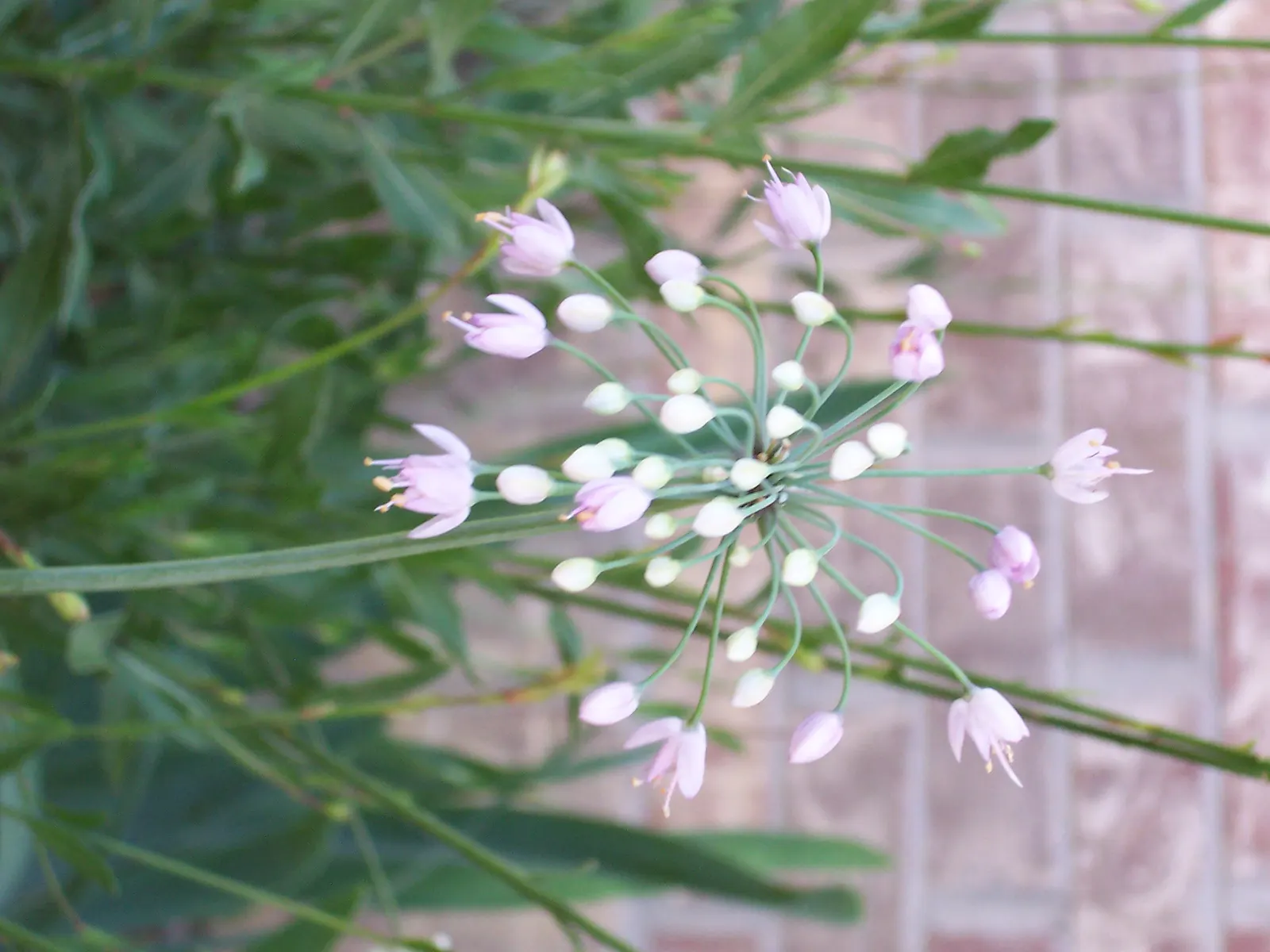 Nodding Onion (Allium Cernuum) — is an elegant and resilient perennial that offers both aesthetic appeal and ease of care; commonly called Nodding, image 60