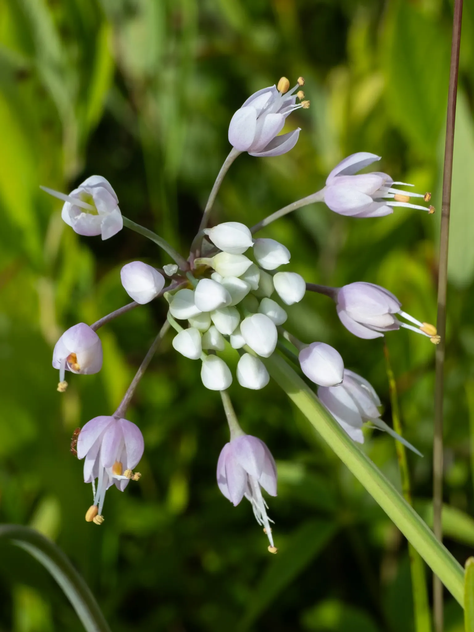 Nodding Onion (Allium Cernuum) — bulb with pink blooms