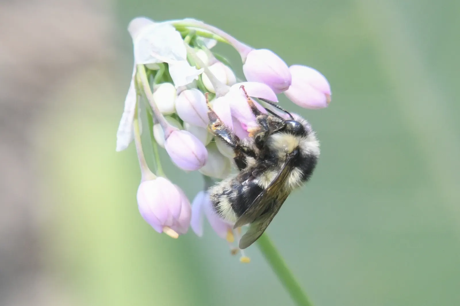 Nodding Onion (Allium Cernuum) — bulb with pink blooms; nodding Onions prefer full sun to light shade and well-drained soil