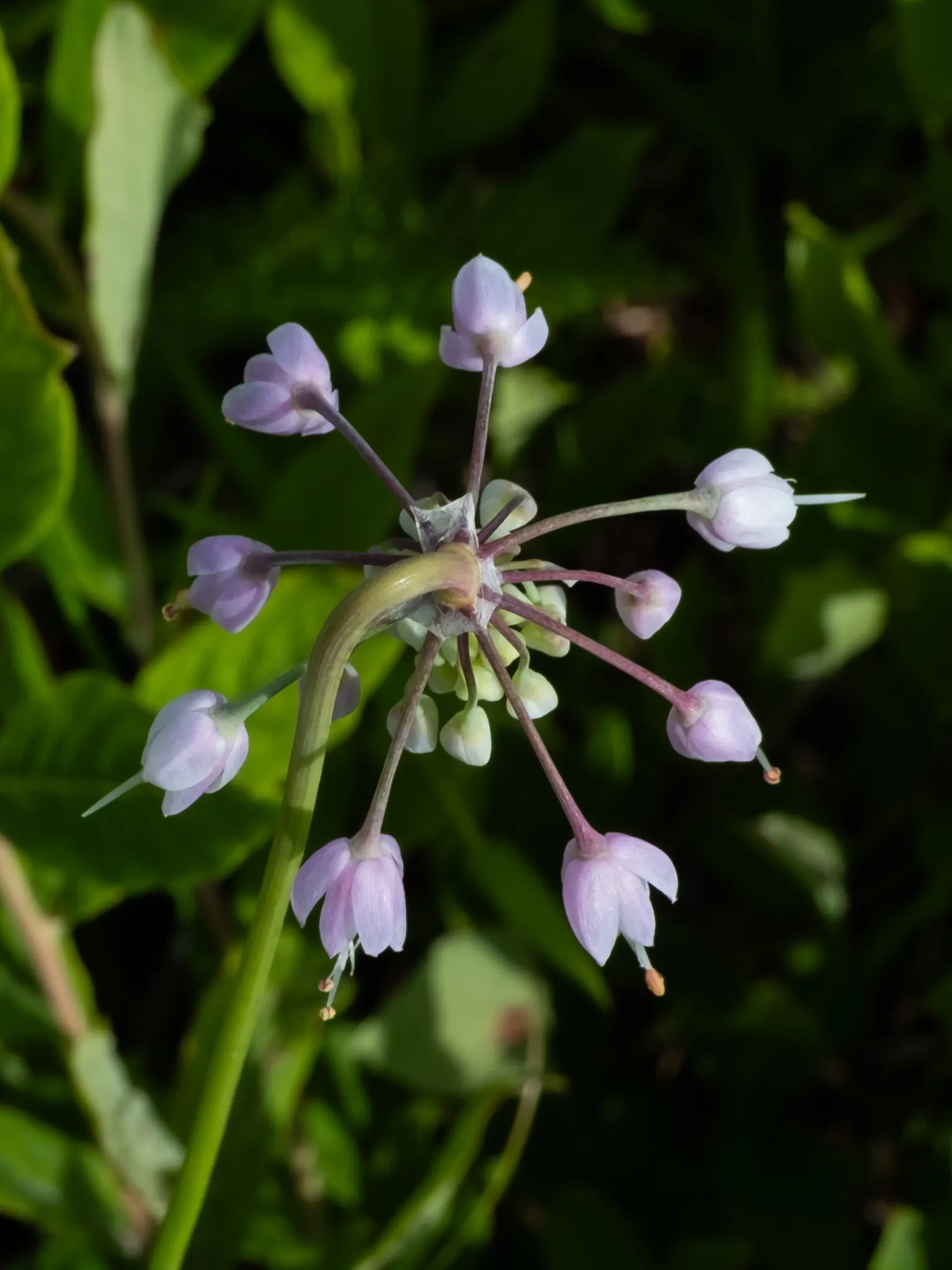 Nodding Onion (Allium Cernuum) — infusing the garden with both life and beauty with little demand for caretaking