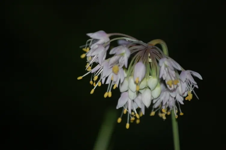 Nodding Onion (Allium Cernuum) — reducing the need for frequent watering; bulb for full or half