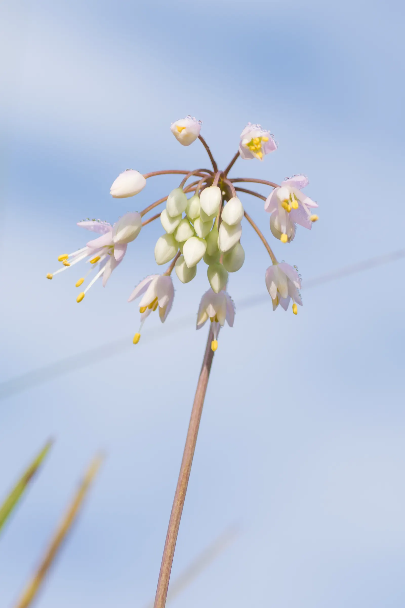 Nodding Onion (Allium Cernuum) — making it well-suited for borders