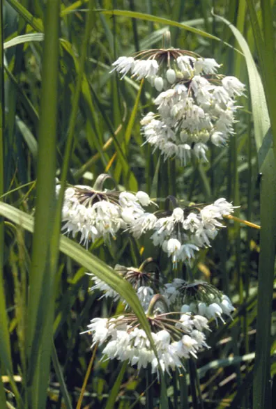 Nodding Onion (Allium Cernuum) — bulb for full or half; infusing the garden with both life and beauty with little demand for caretaking