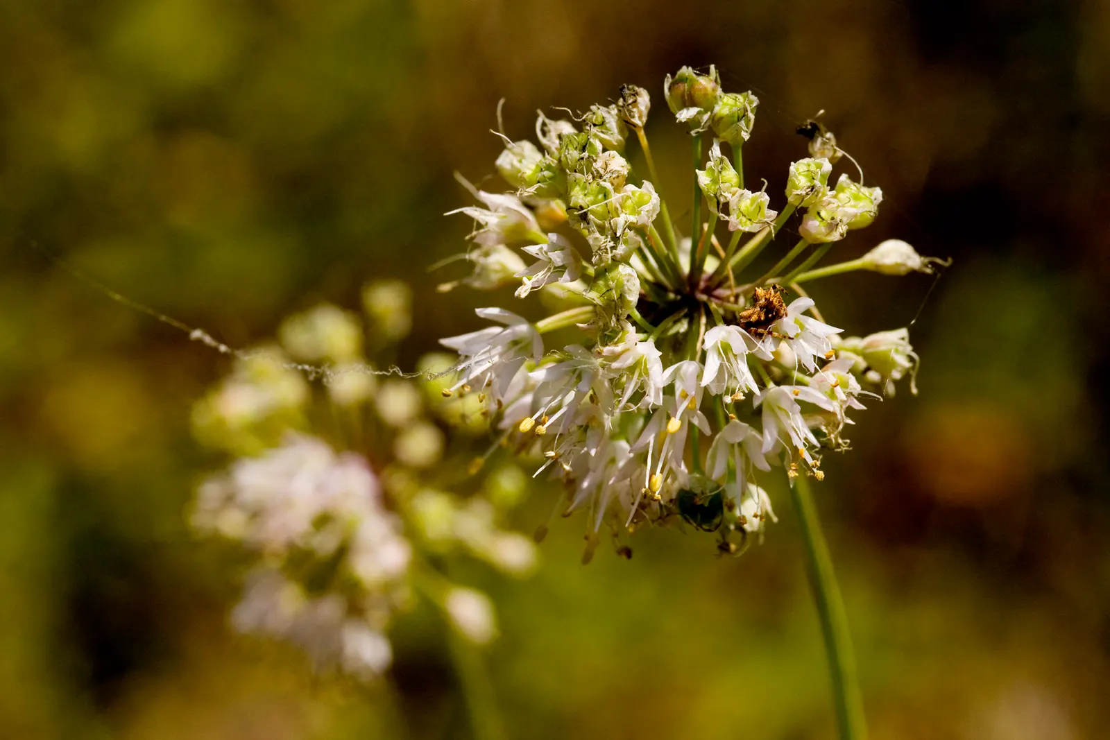 Nodding Onion (Allium Cernuum) — Nodding Onions prefer full sun to light shade and well-drained soil; prefers full sun to part shade