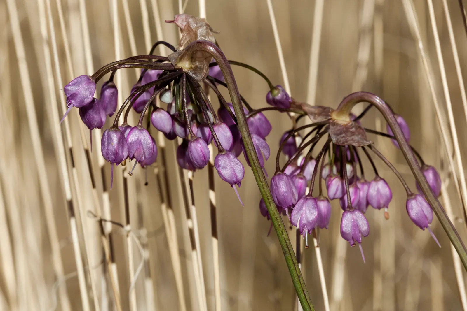 Nodding Onion (Allium Cernuum) — prefers full sun to part shade; making it a low-maintenance choice for naturalized areas and rock gardens