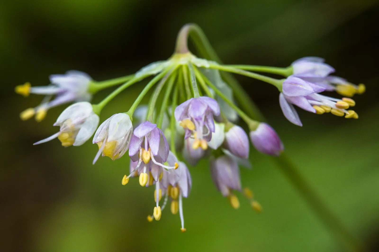 Nodding Onion (Allium Cernuum) — commonly called Nodding Onion
