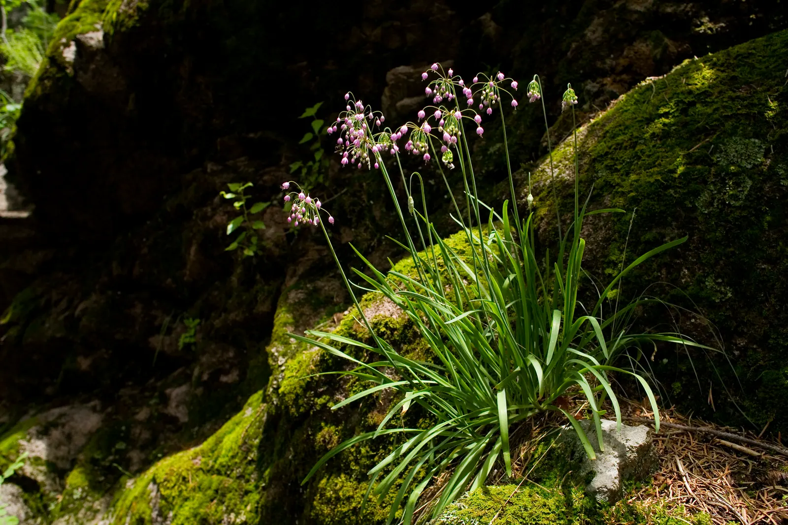 Nodding Onion (Allium Cernuum) — commonly called Nodding Onion; this North American native thrives in USDA zones 4-8