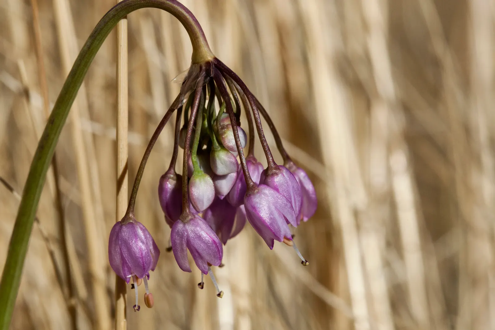 Nodding Onion (Allium Cernuum) — From late spring to early summer; blooming in midsummer, it stands at 18-24 inches tall, with grass-like leaves, image 64