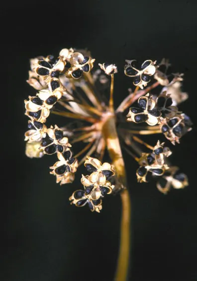 Nodding Onion (Allium Cernuum) — they are quite drought-tolerant; reducing the need for frequent watering