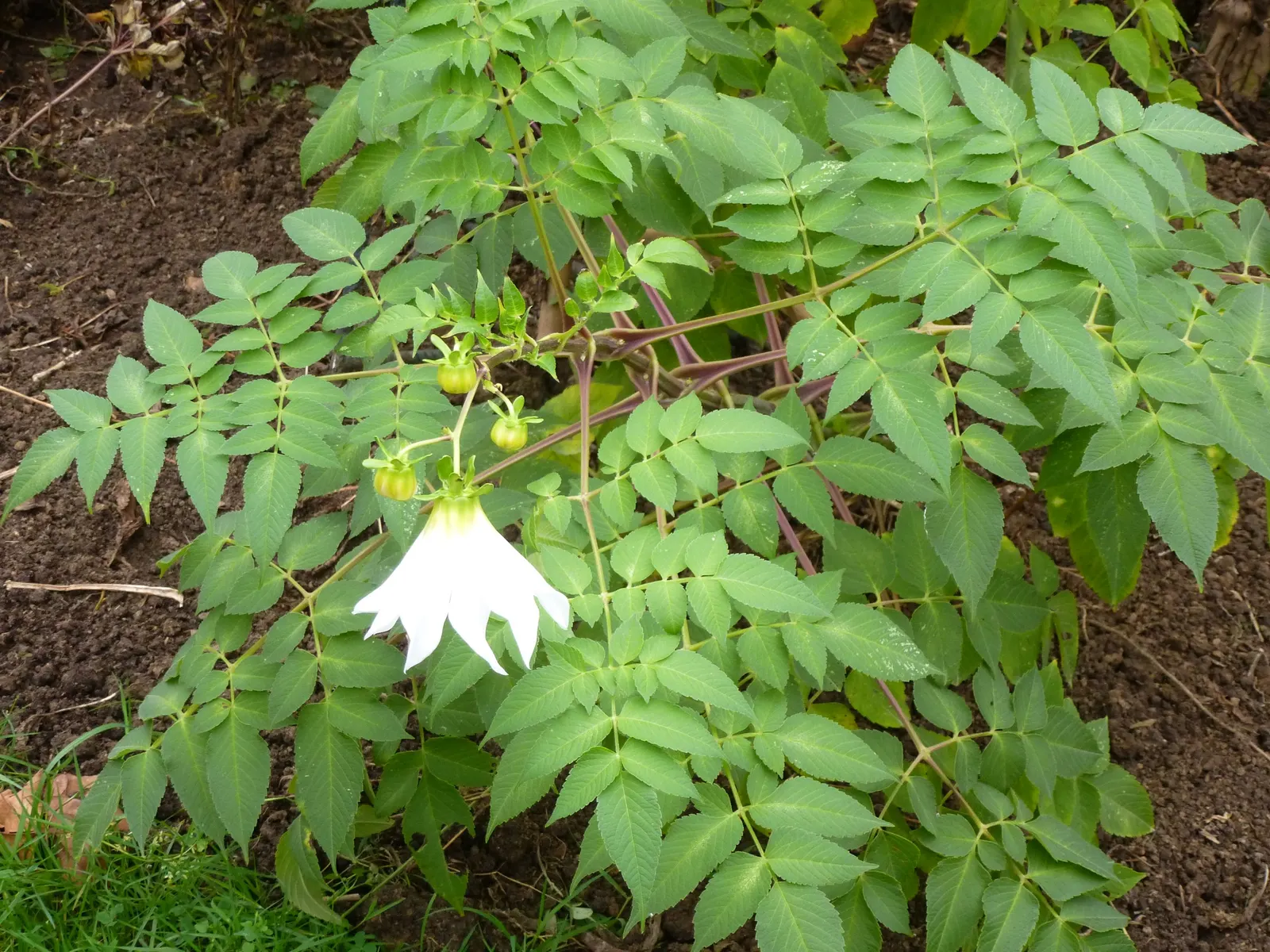 Tree Dahlia, Bell Or Candelabra Dah (Dahlia Imperialis) — offers a majestic presence in any garden landscape; though it is generally considered hardy in USDA