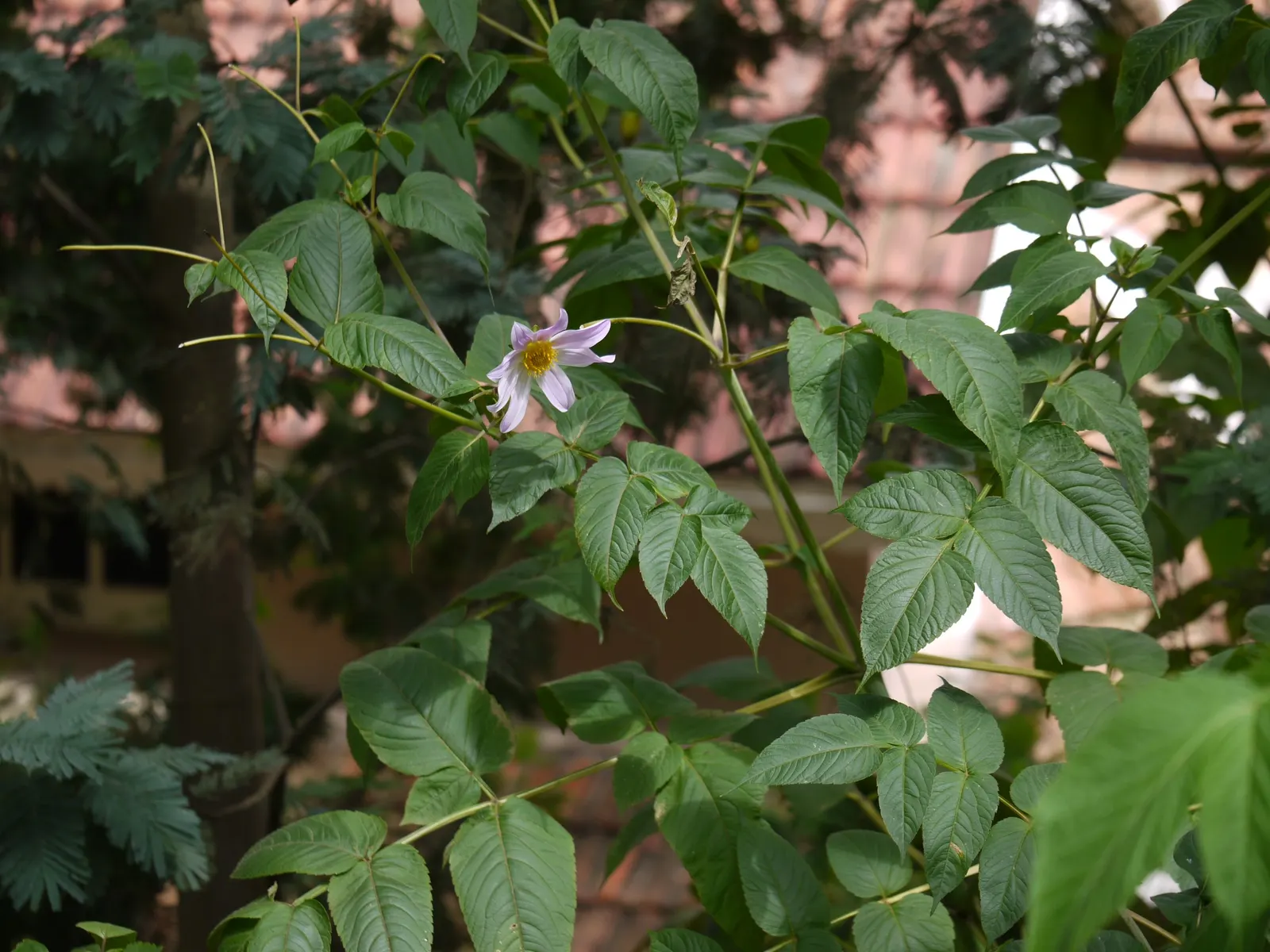 Tree Dahlia, Bell Or Candelabra Dah (Dahlia Imperialis) — the Tree Dahlia makes for a stunning backdrop in the landscape or as a standalone specimen; the plant