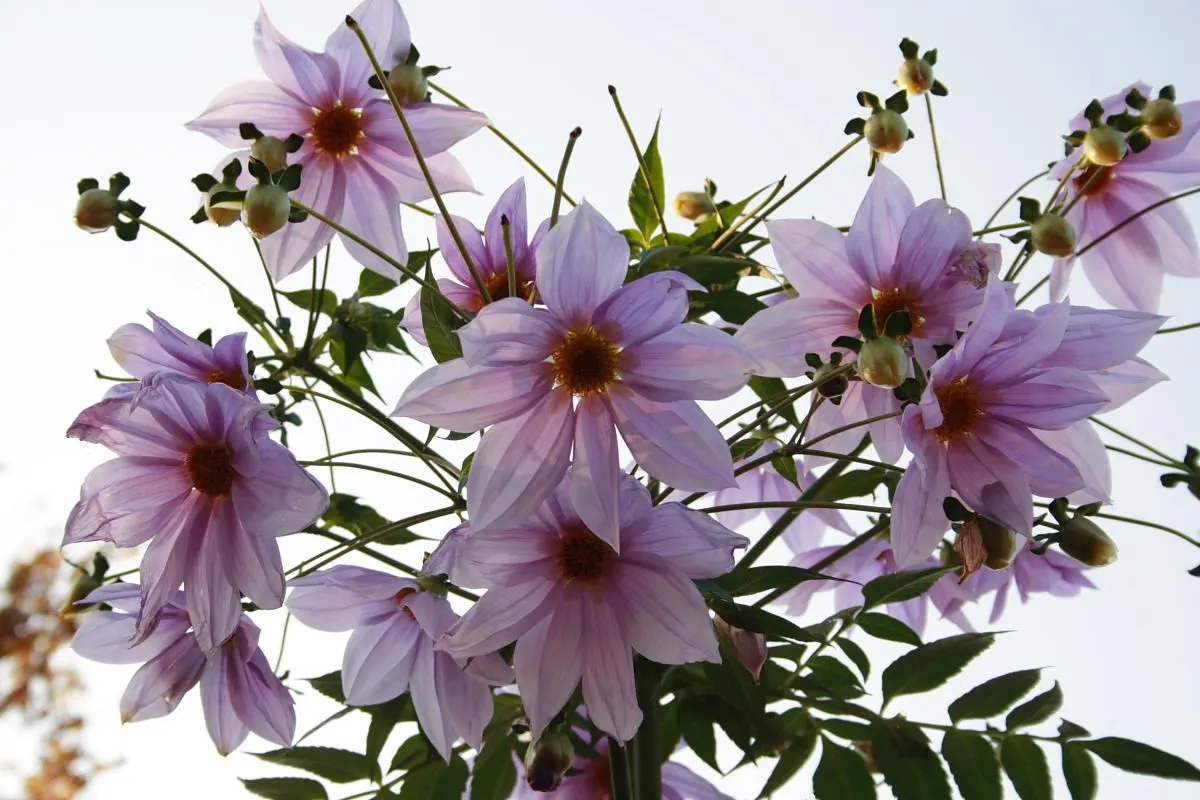 Tree Dahlia, Bell Or Candelabra Dah (Dahlia Imperialis) — though it is moderately drought-tolerant once established