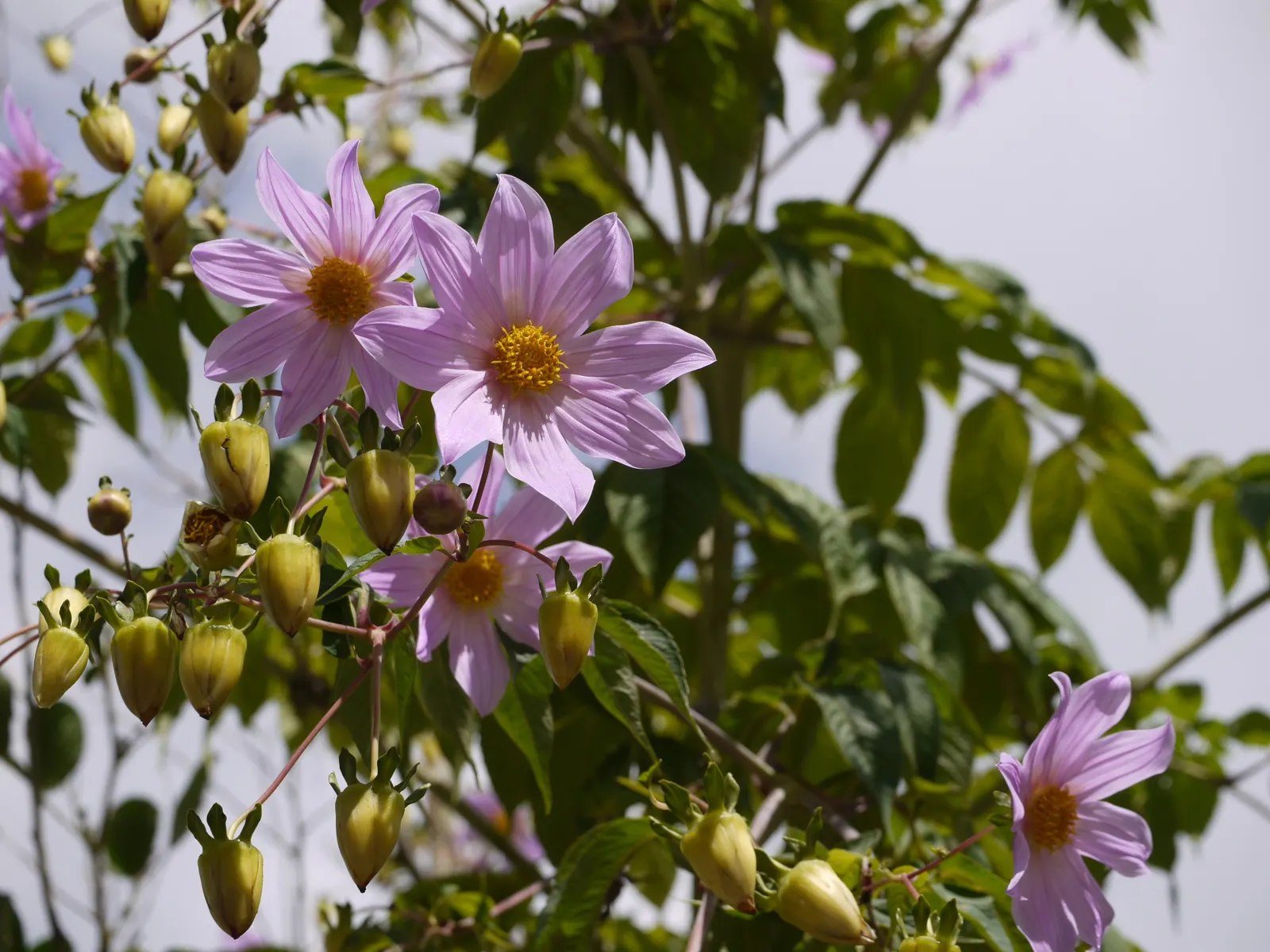 Tree Dahlia, Bell Or Candelabra Dah (Dahlia Imperialis) — perennial with multi-colored and purple blooms; each measuring roughly 6 to 8 inches across