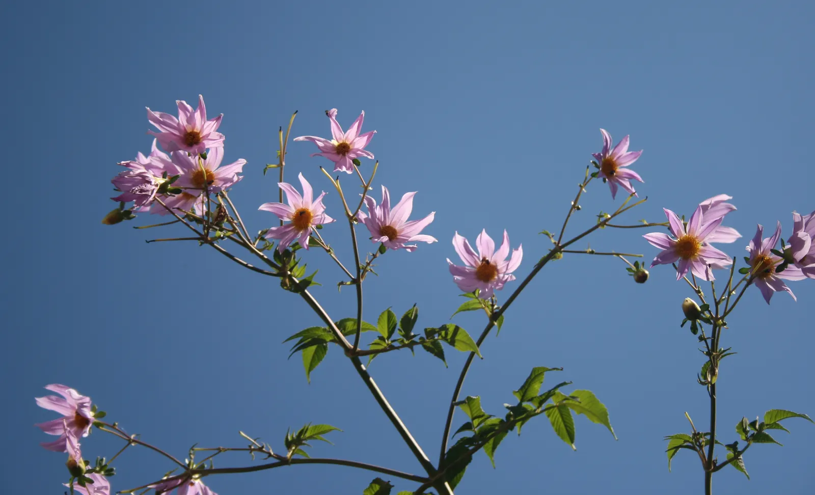 Tree Dahlia, Bell Or Candelabra Dah (Dahlia Imperialis) — Frost-sensitive, it makes a stunning backdrop or accent in a sheltered area of the, image 57