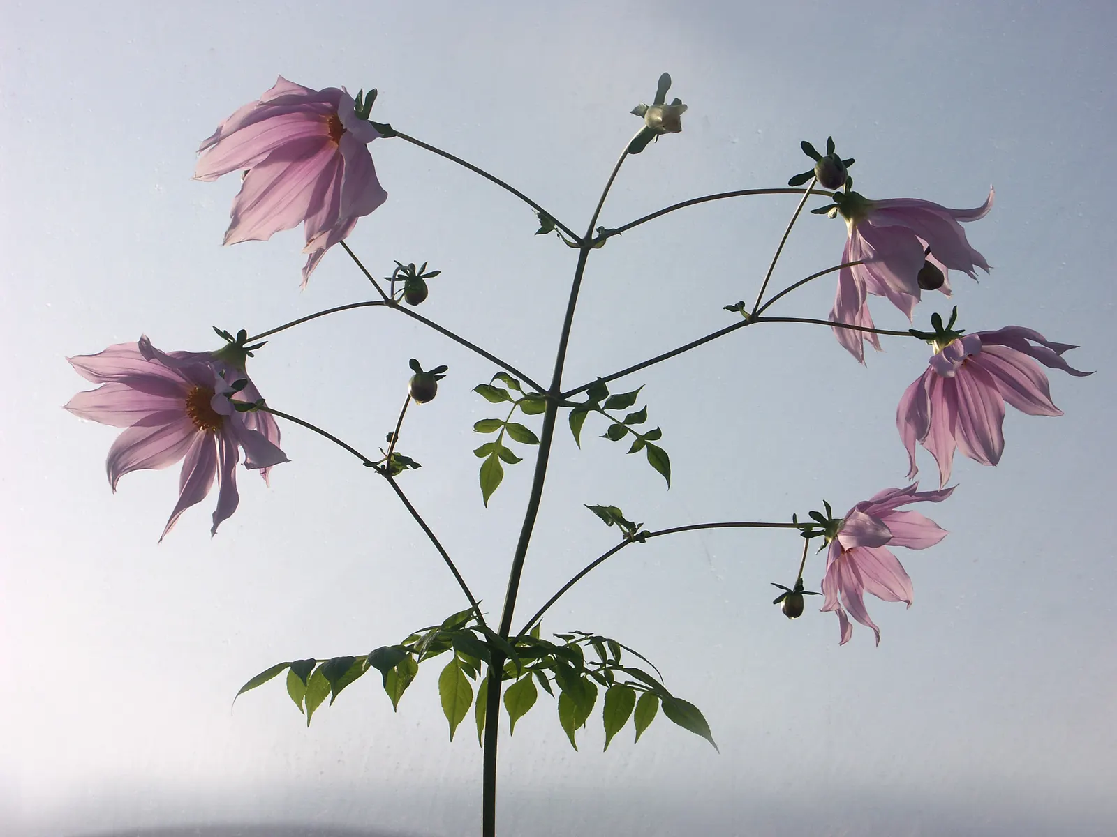 Tree Dahlia, Bell Or Candelabra Dah (Dahlia Imperialis) — growing to impressive heights of up to 20 feet tall in favorable conditions; or sometimes white