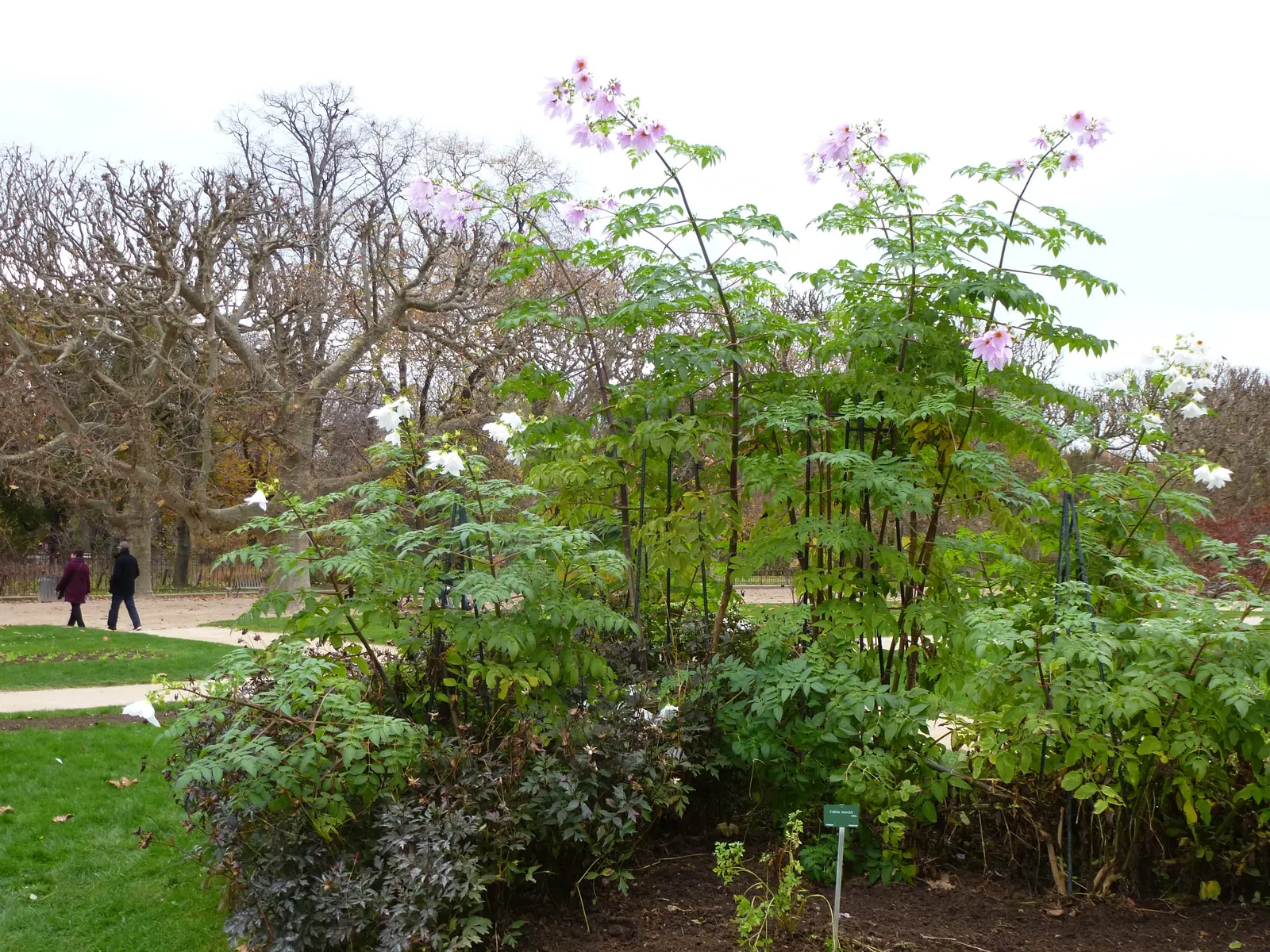Tree Dahlia, Bell Or Candelabra Dah (Dahlia Imperialis) — boasts lofty heights of up to 20 ft; suited for USDA zones 7-10, it requires full sun to partial