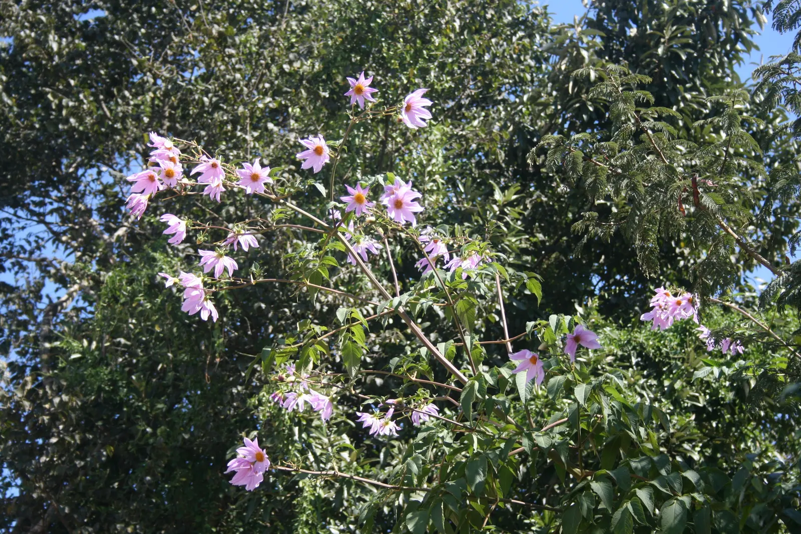 Tree Dahlia, Bell Or Candelabra Dah (Dahlia Imperialis) — commonly known as Tree Dahlia