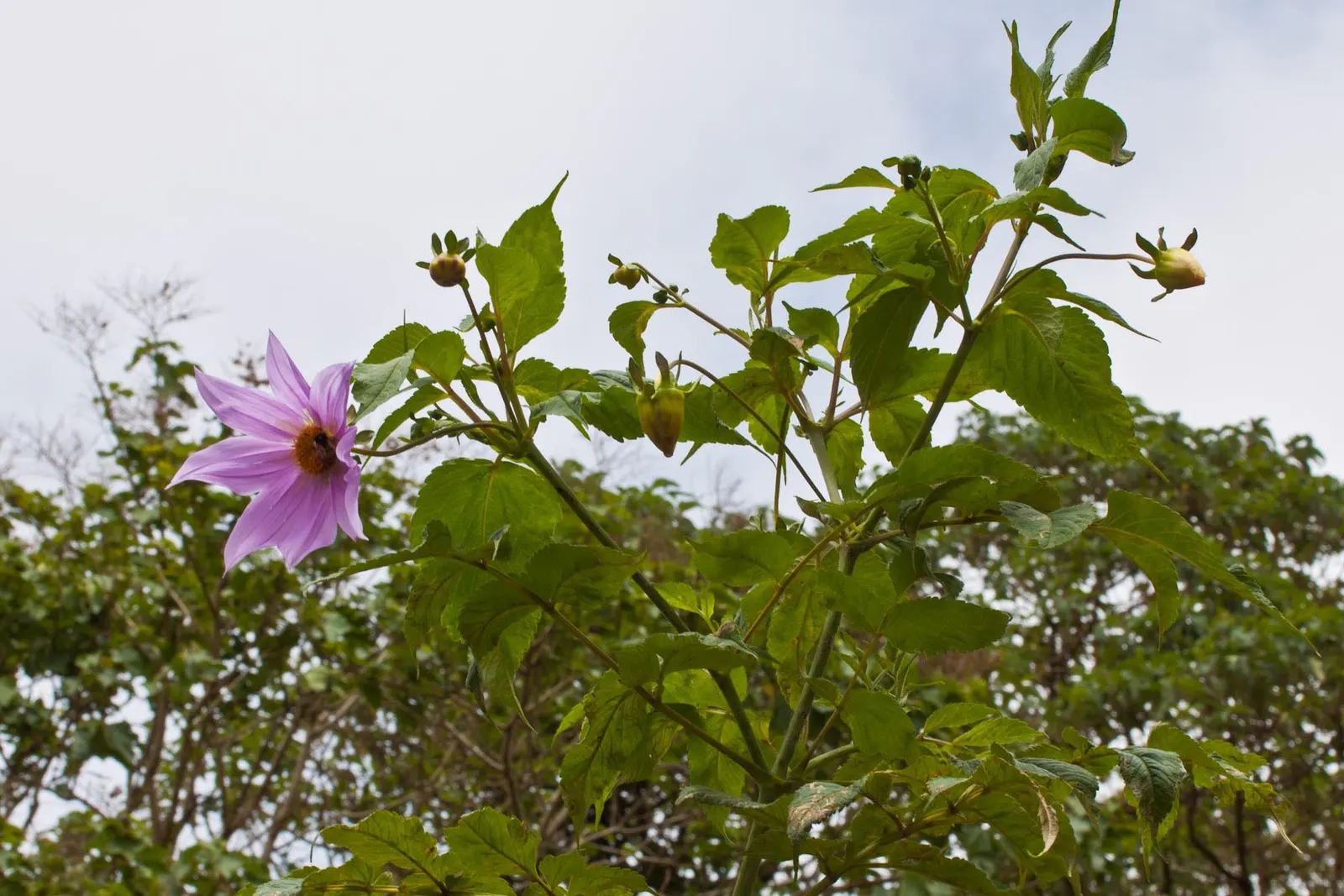 Tree Dahlia, Bell Or Candelabra Dah (Dahlia Imperialis) — or sometimes white bell-shaped blossoms