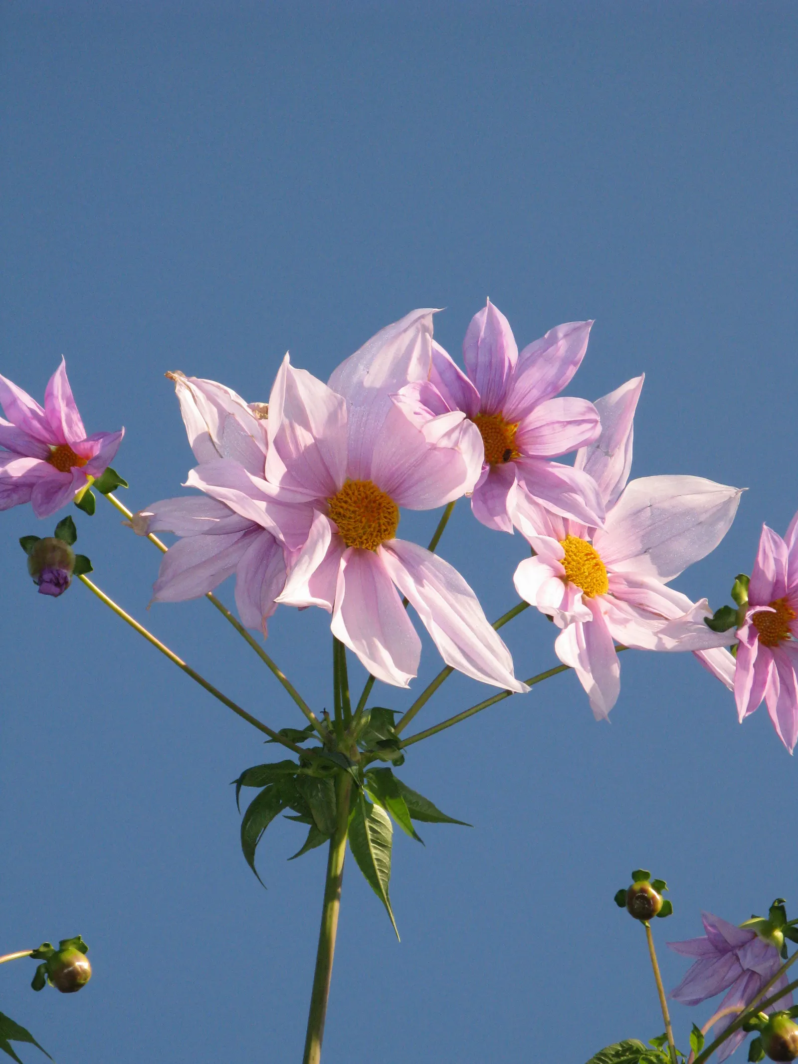 Tree Dahlia, Bell Or Candelabra Dah (Dahlia Imperialis) — or sometimes white bell-shaped blossoms; multi-colored and purple flowers in the garden