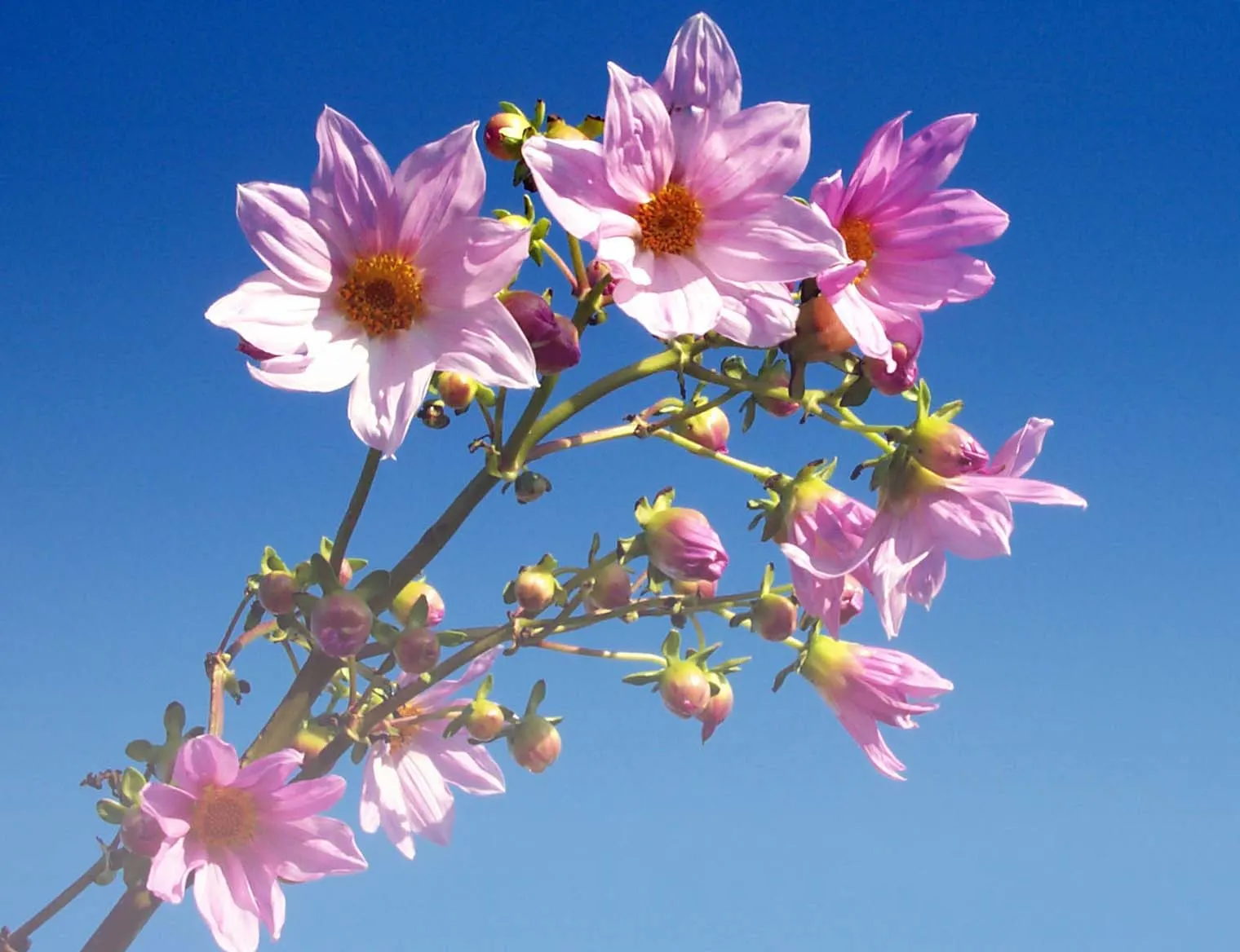 Tree Dahlia, Bell Or Candelabra Dah (Dahlia Imperialis) — These blooms are perched atop the stems; just as many flowers begin to wane