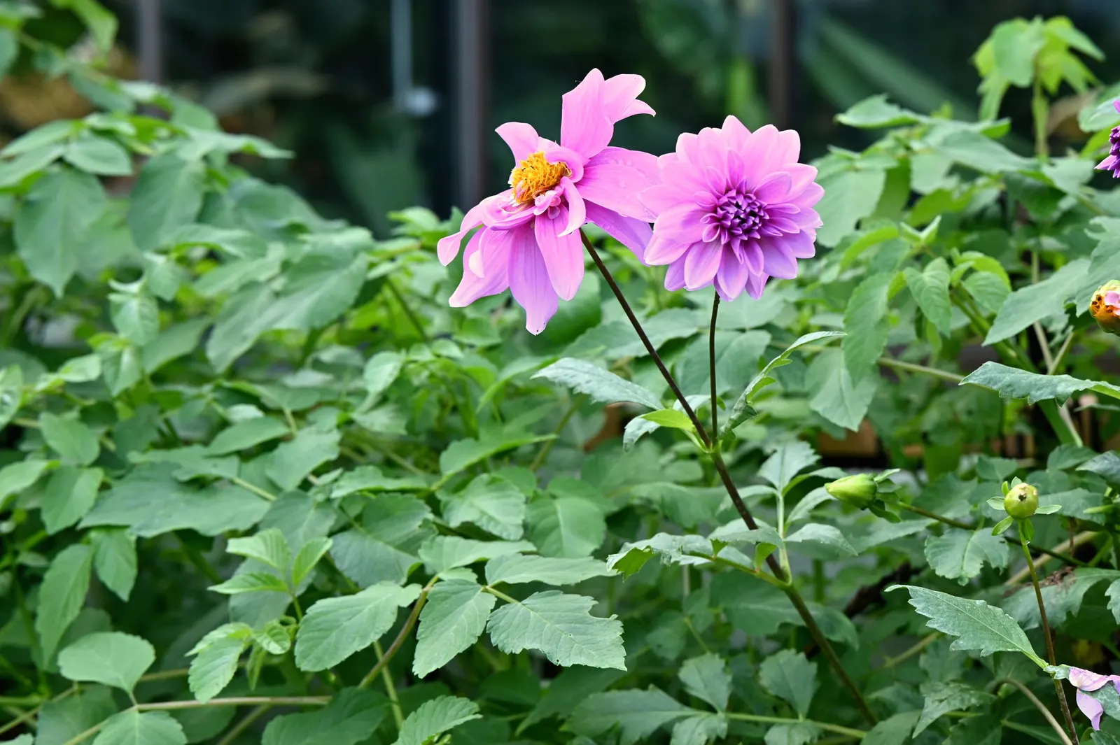 Tree Dahlia, Bell Or Candelabra Dah (Dahlia Imperialis) — offers a majestic presence in any garden landscape; though it is generally considered, image 59