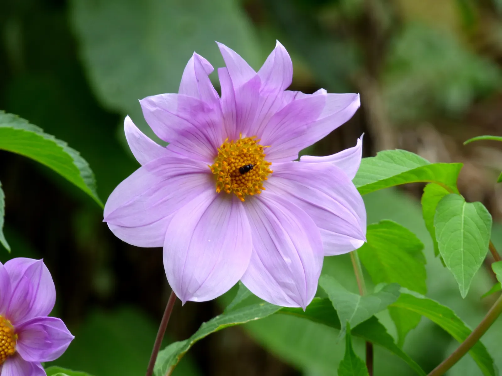 Tree Dahlia, Bell Or Candelabra Dah (Dahlia Imperialis) — This plant creates a striking visual statement and is sure to captivate onlookers