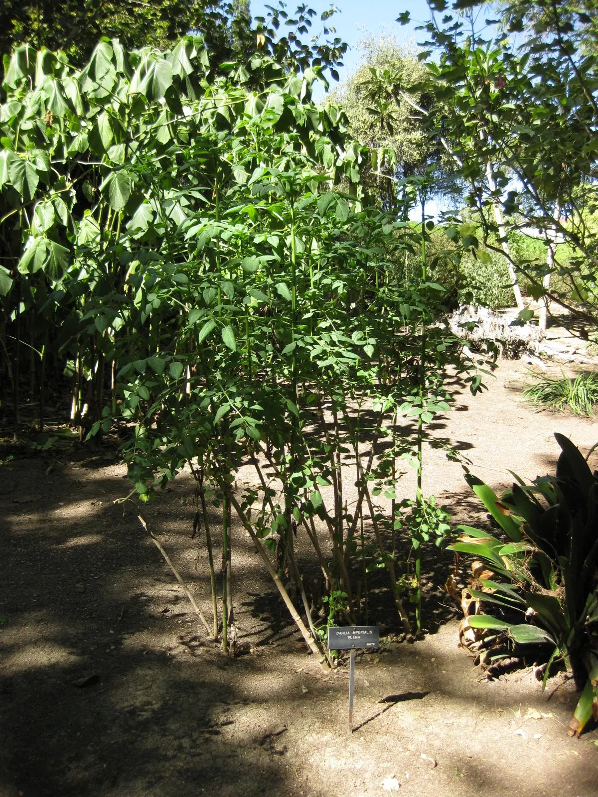 Tree Dahlia, Bell Or Candelabra Dah (Dahlia Imperialis) — This perennial stands out in late fall with its bamboo-like stems; the Tree Dahlia, image 55