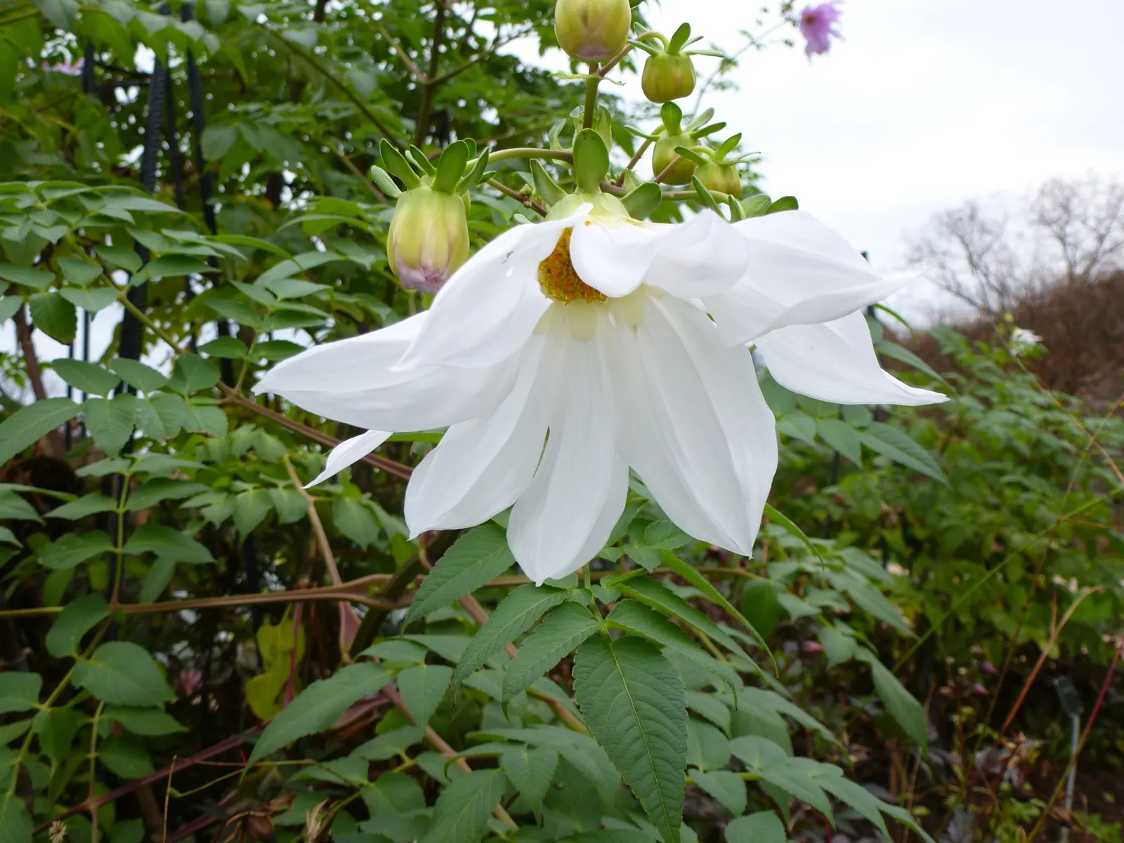 Tree Dahlia, Bell Or Candelabra Dah (Dahlia Imperialis) — Hailing from Central America and Colombia; boasts lofty heights of up to 20 ft