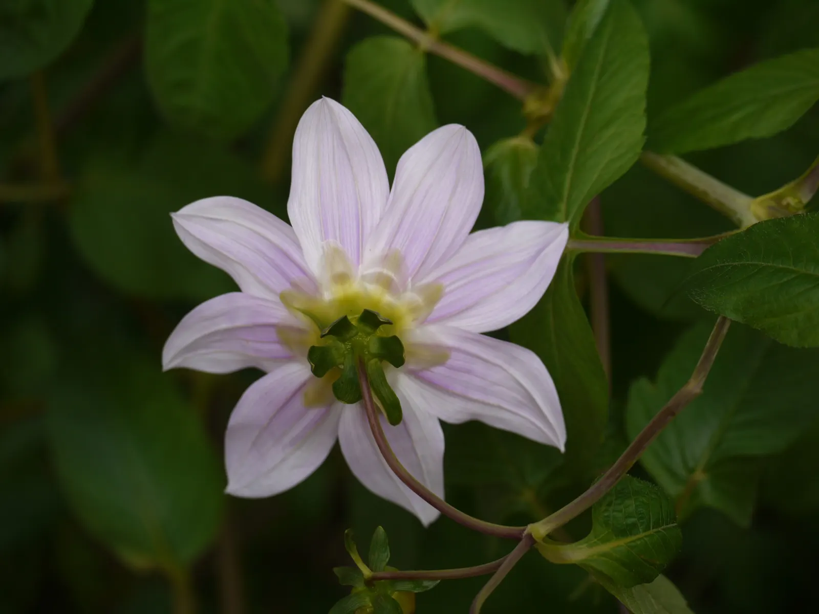 Tree Dahlia, Bell Or Candelabra Dah (Dahlia Imperialis) — growing to impressive heights of up to 20 feet tall in favorable conditions